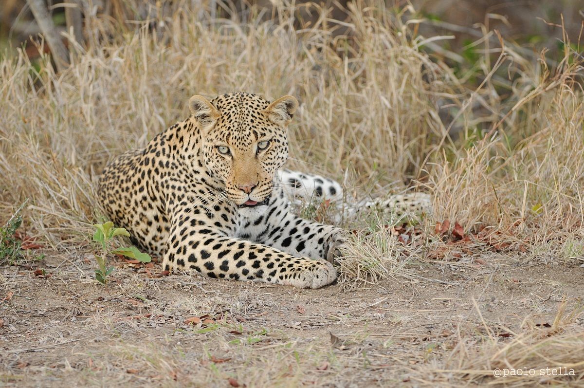 male leopard