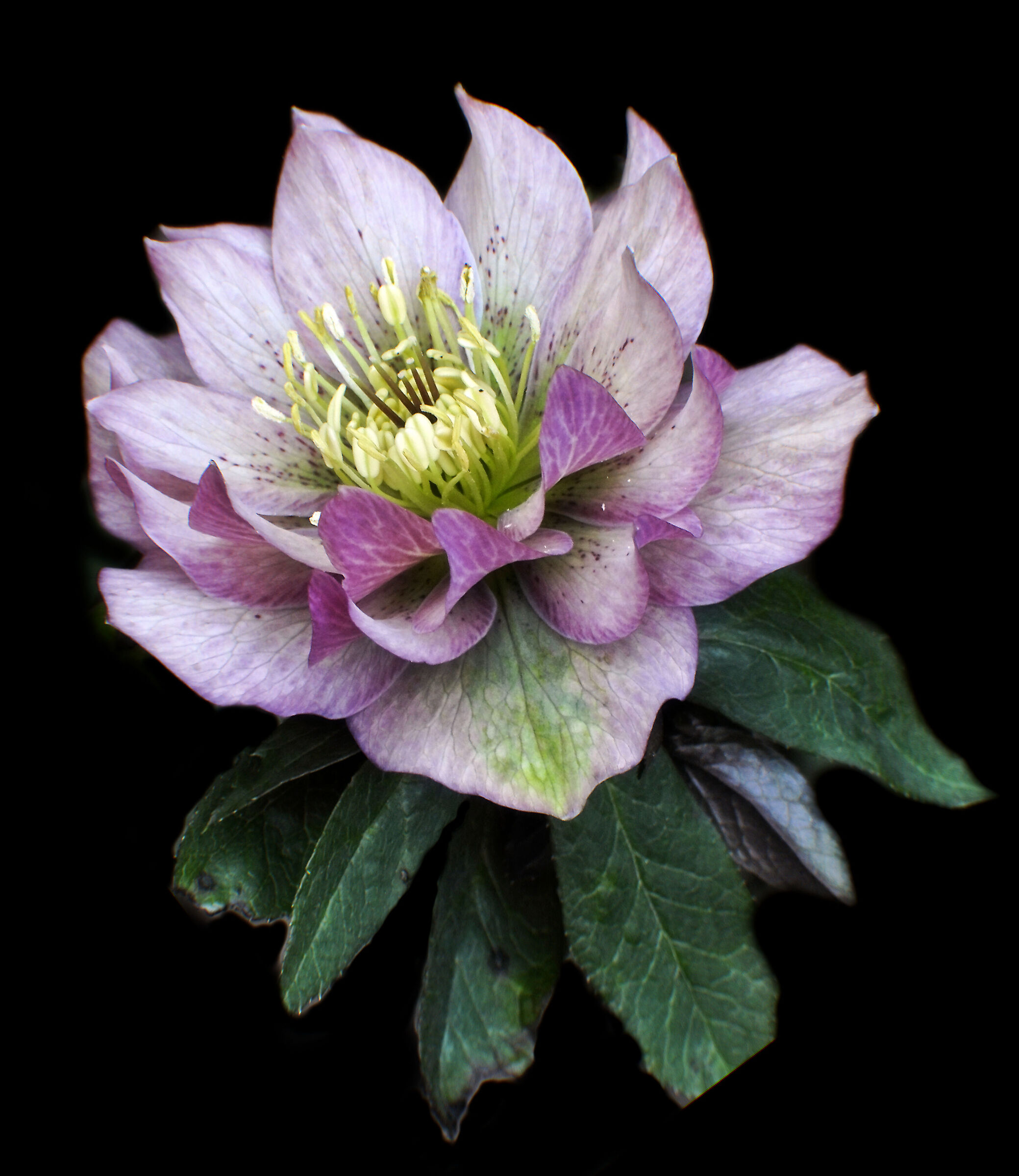 Helleborus ibrido doppio rosa