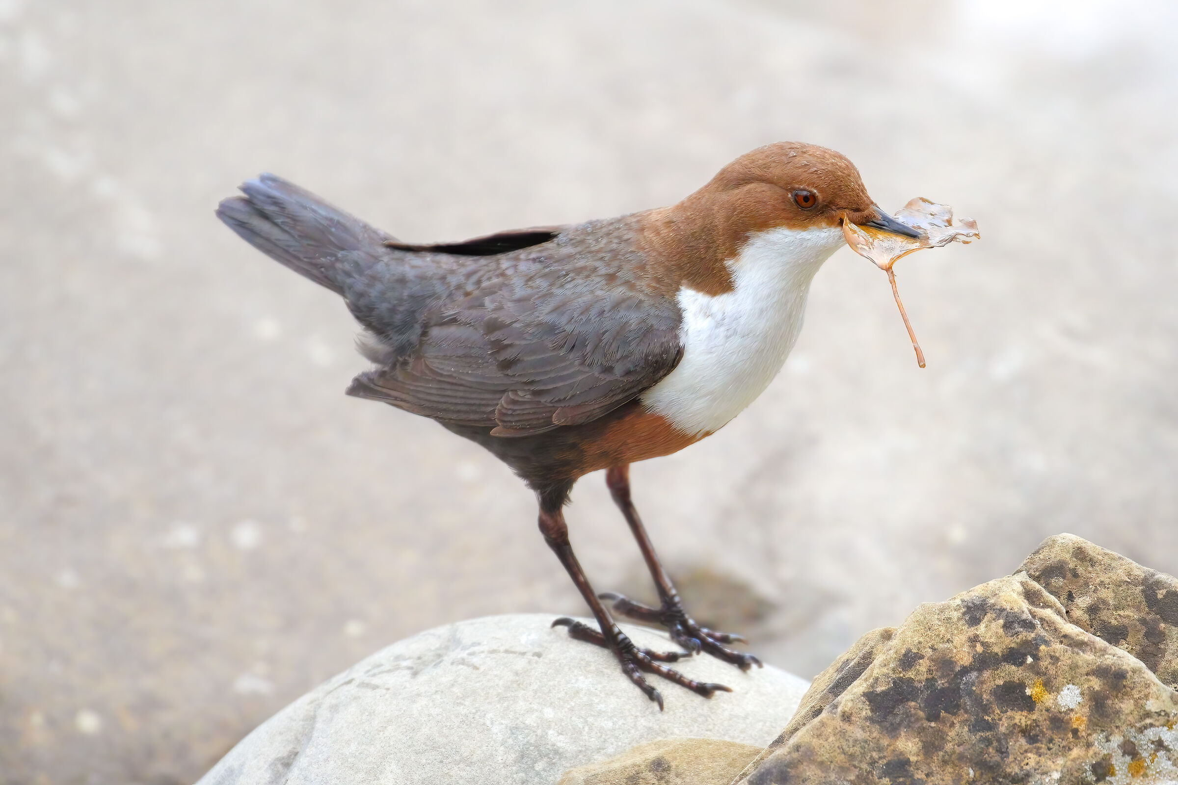 Water blackbird with gift.