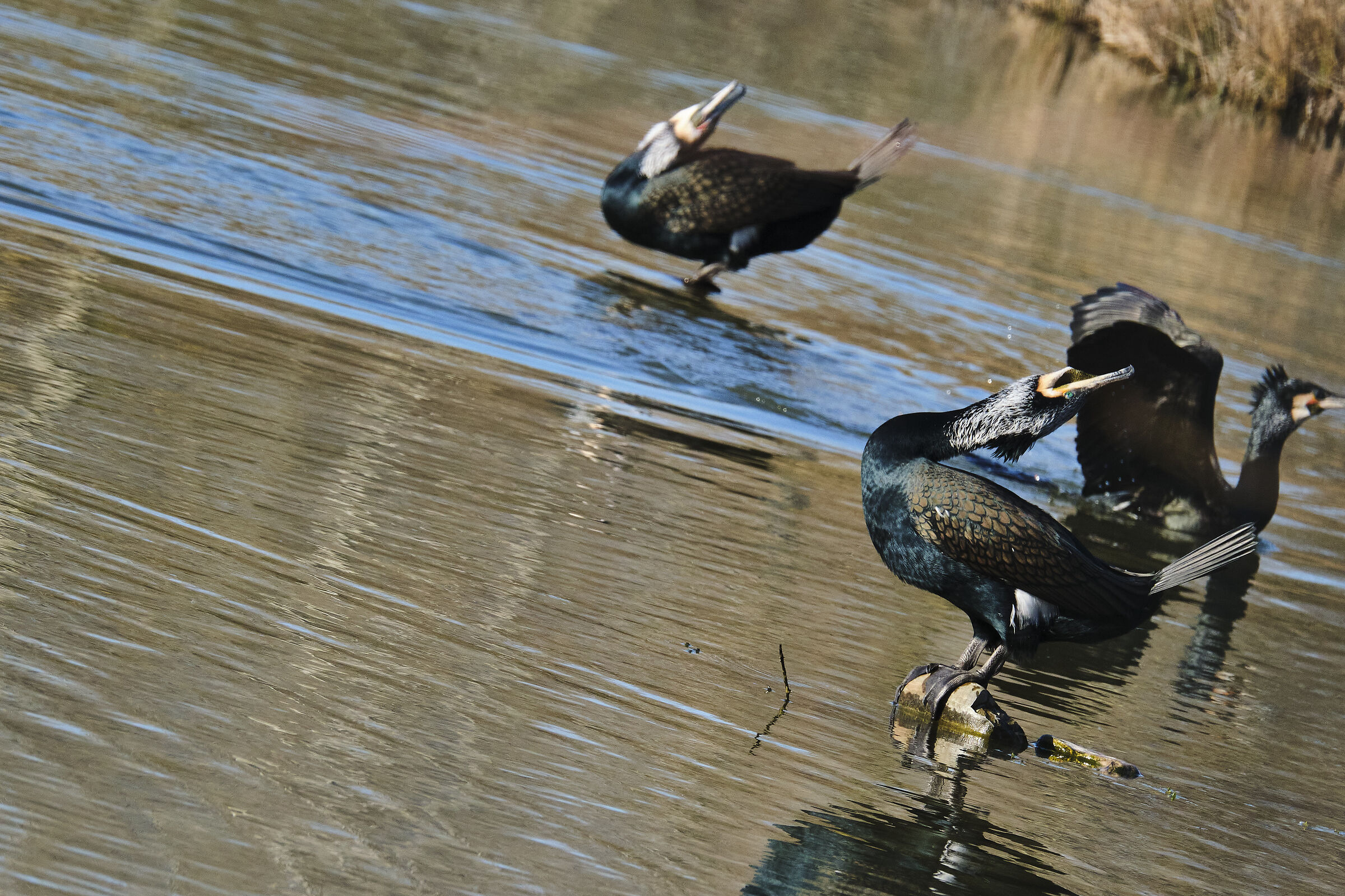Cormorani e foto bomb