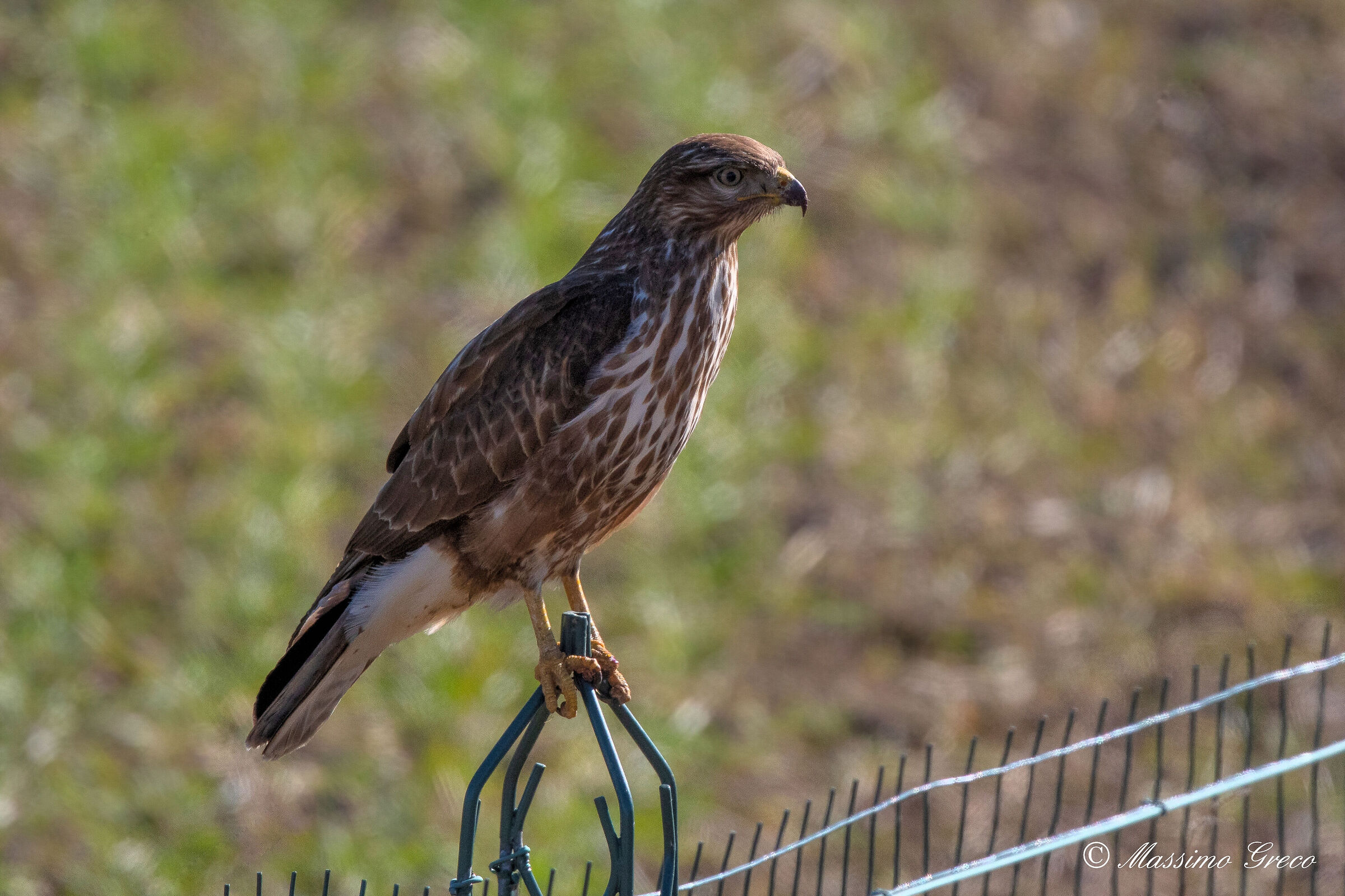 Buzzard (Buteo buteo)