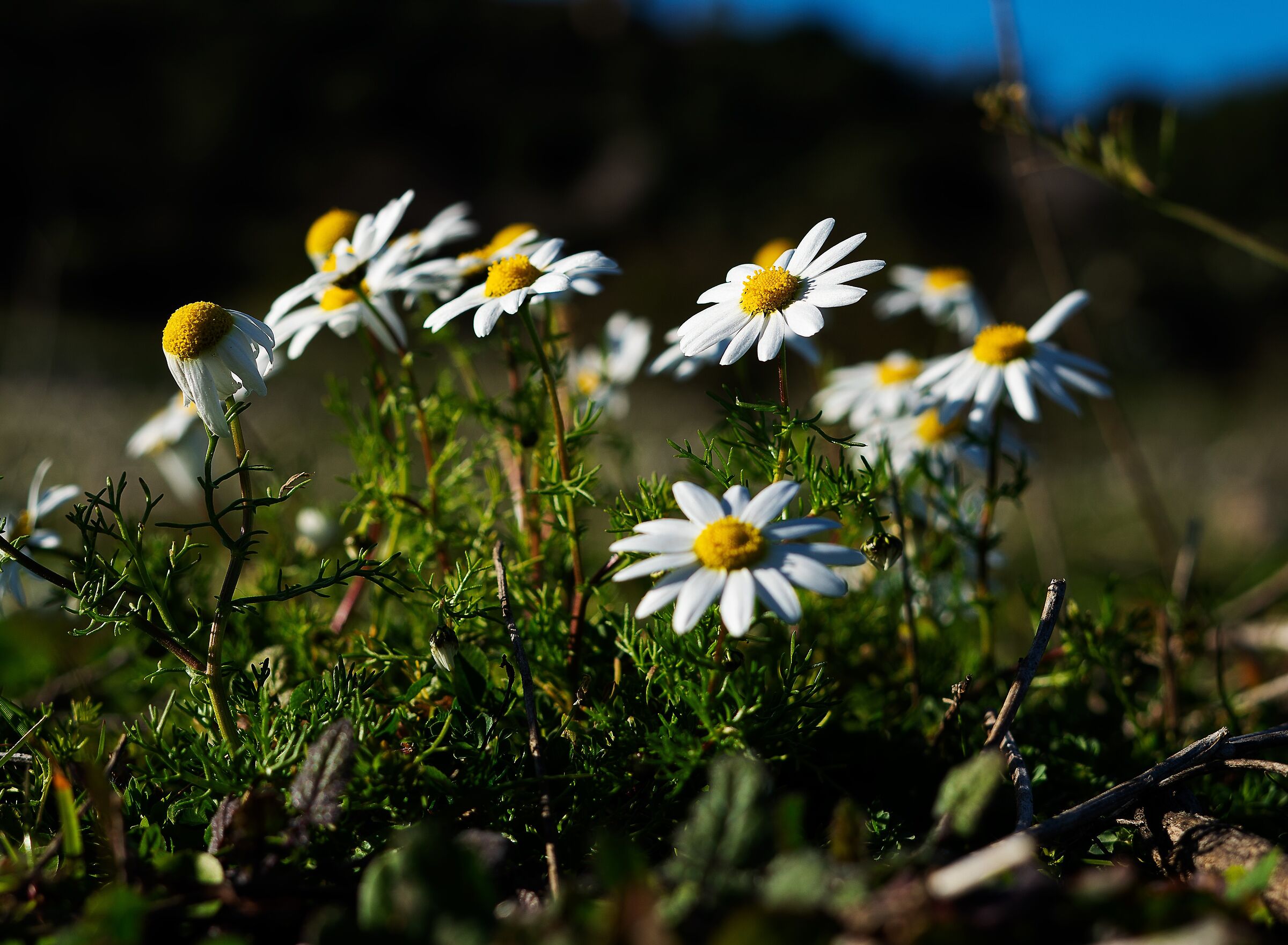 Almost spring