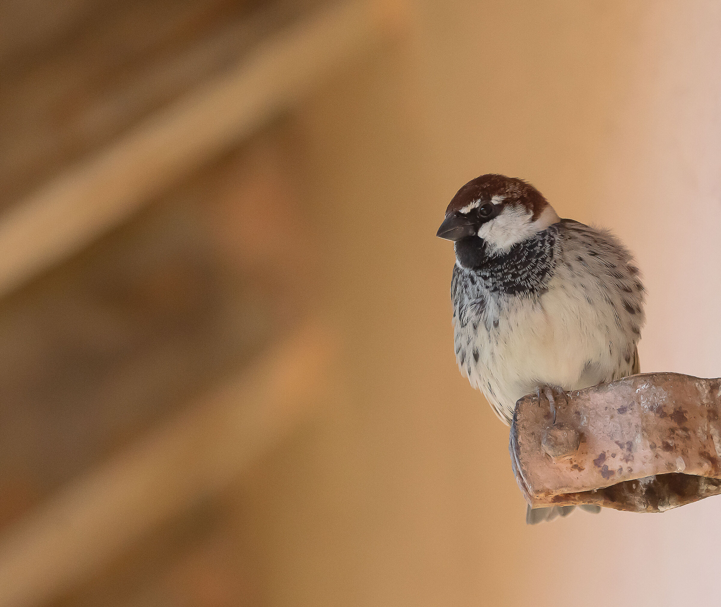 Passera cicciottella