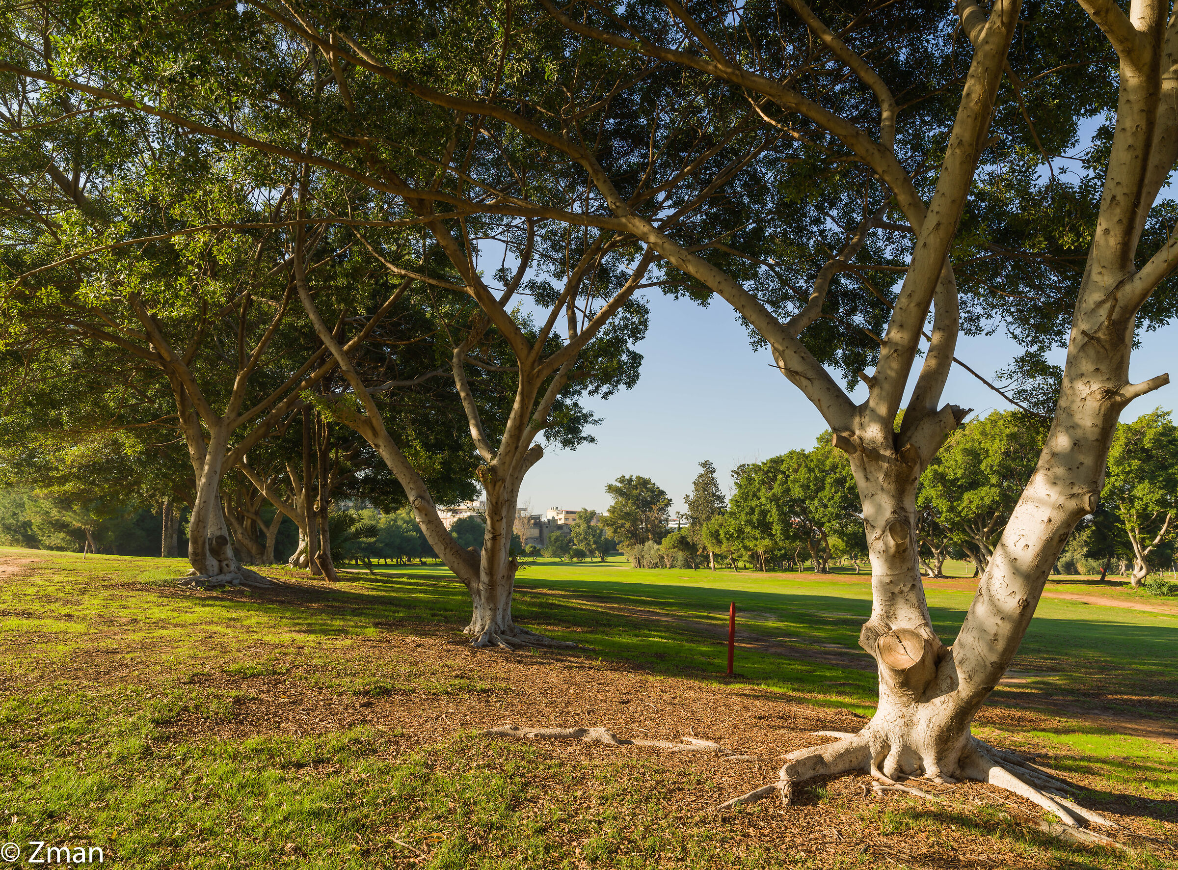 Alberi sulla buca n. 11