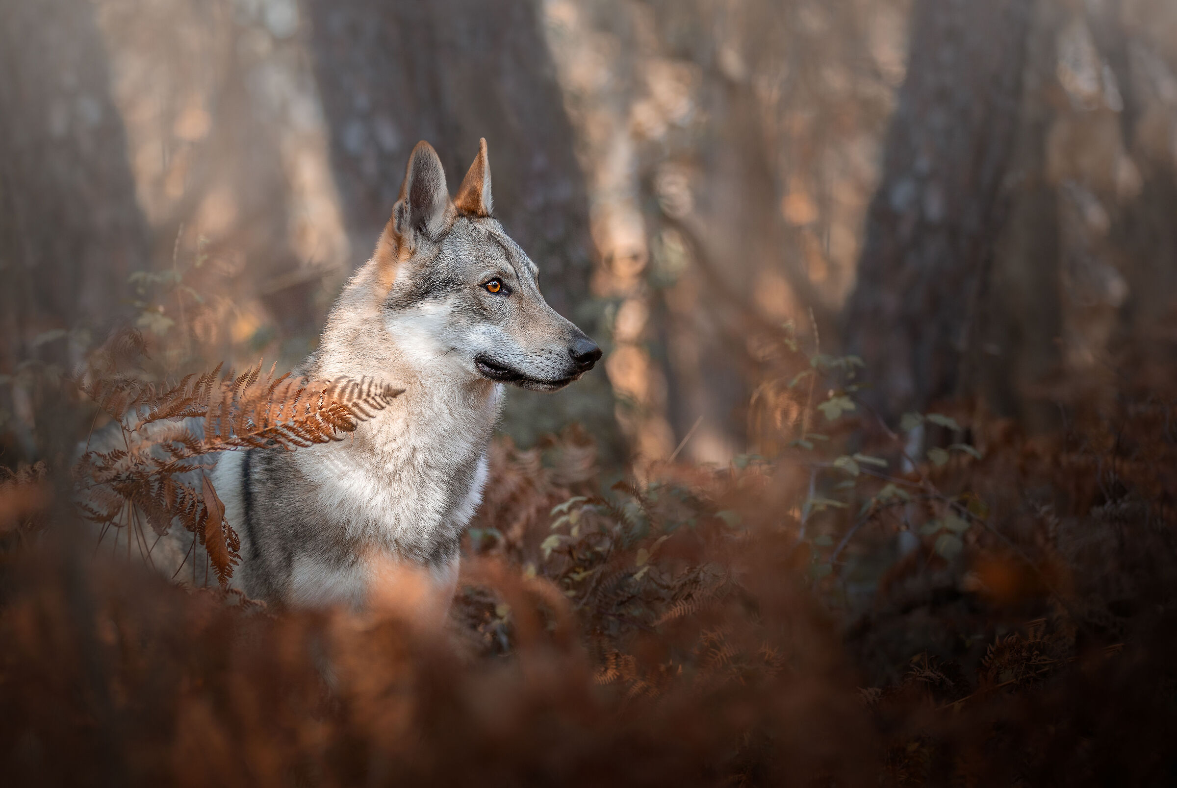 Lord of the woods