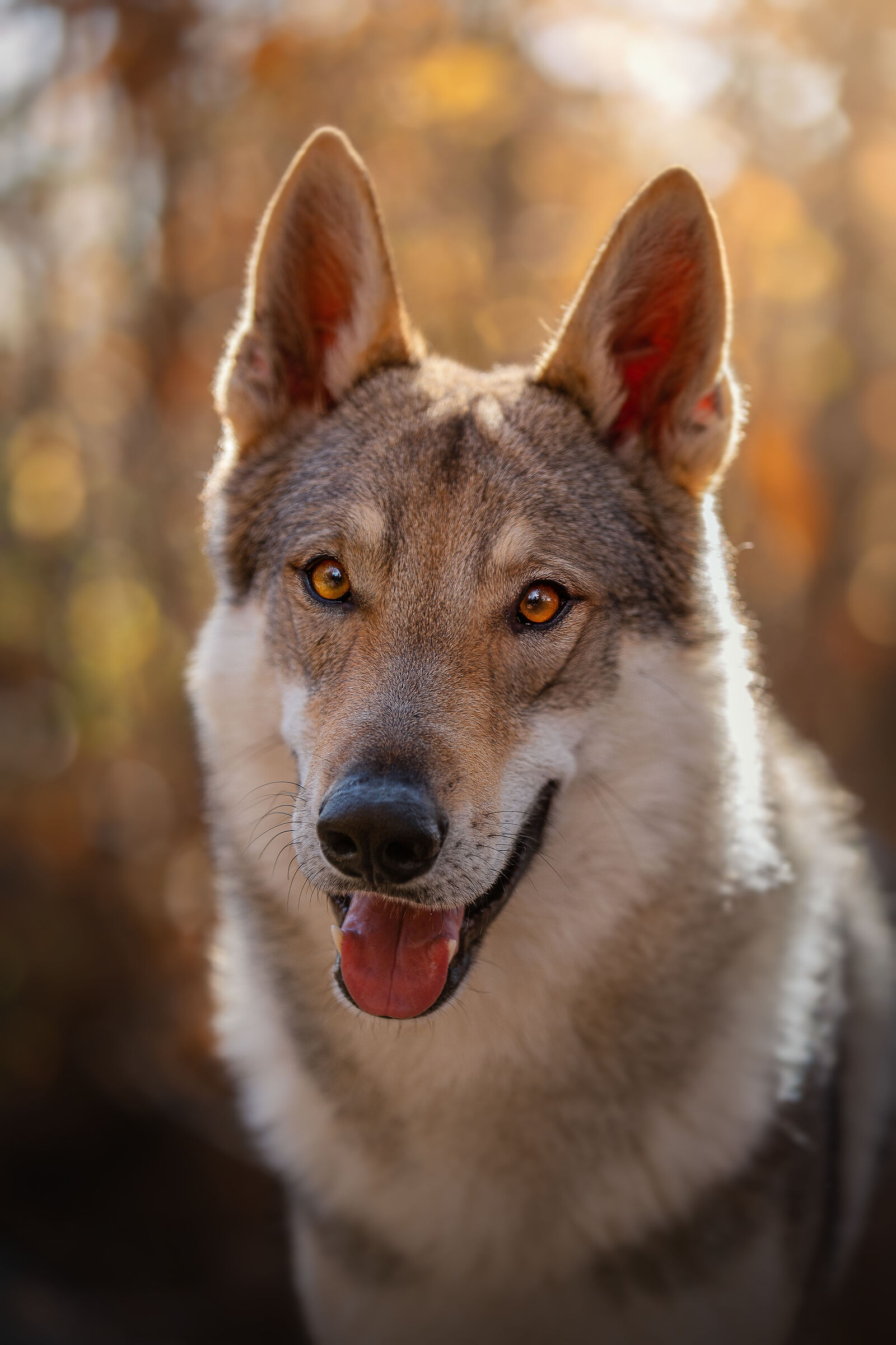The ferocity of the wolf