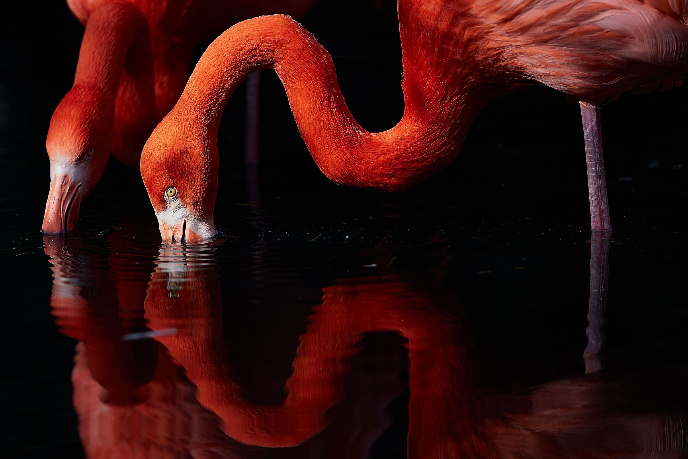 American flamingo (Phoenicopterus ruber)