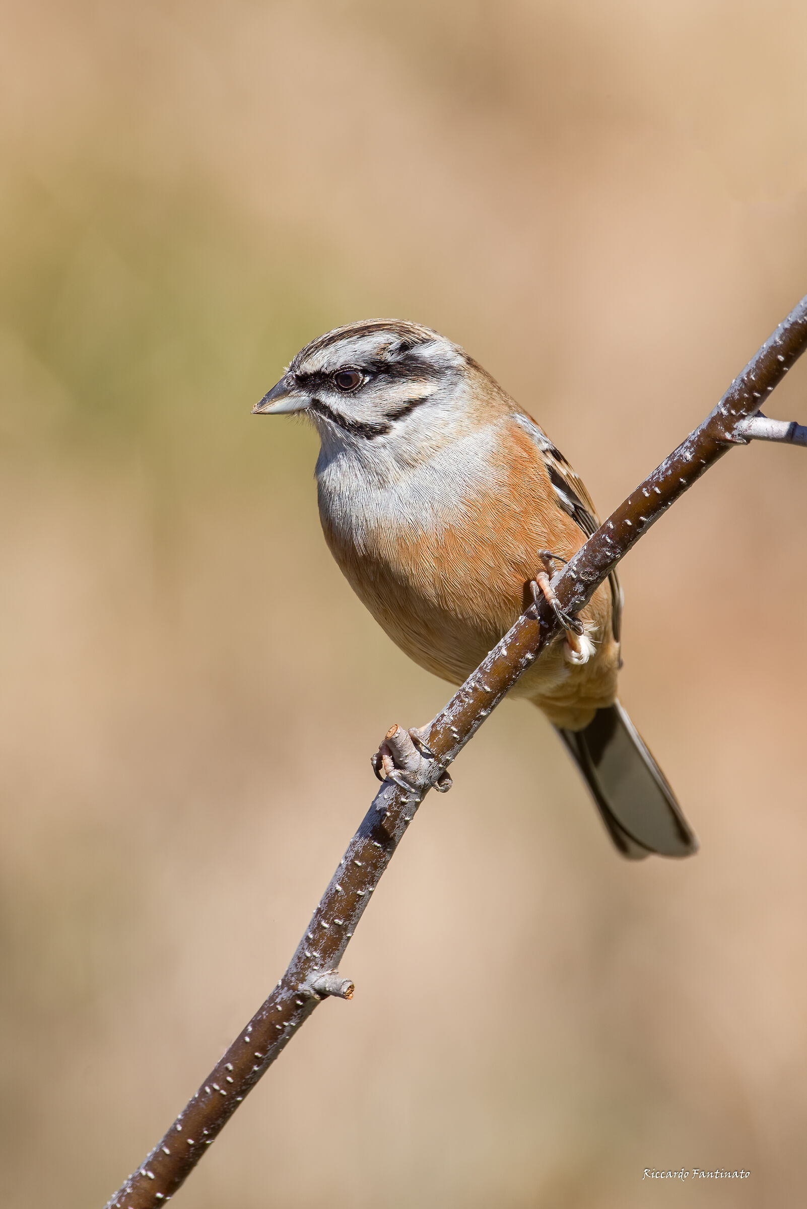 lo Zigolo Muciatto in posa