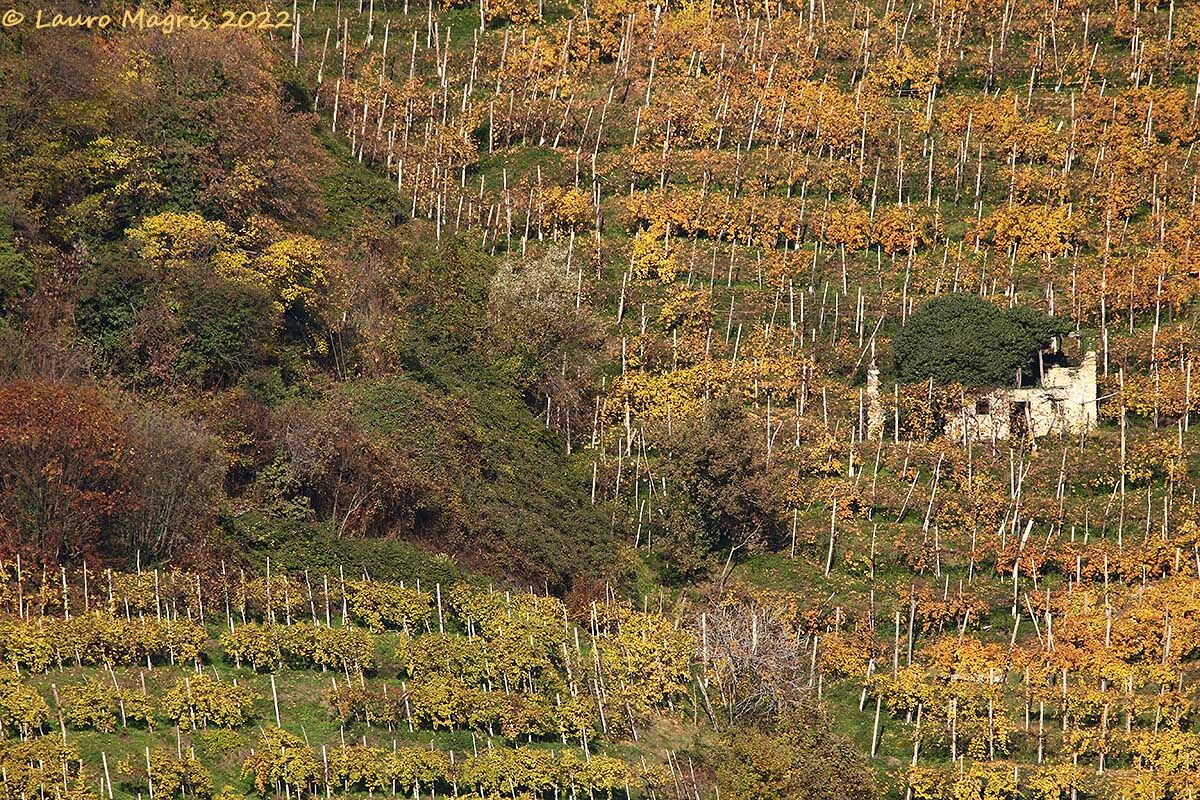 Tra le vigne