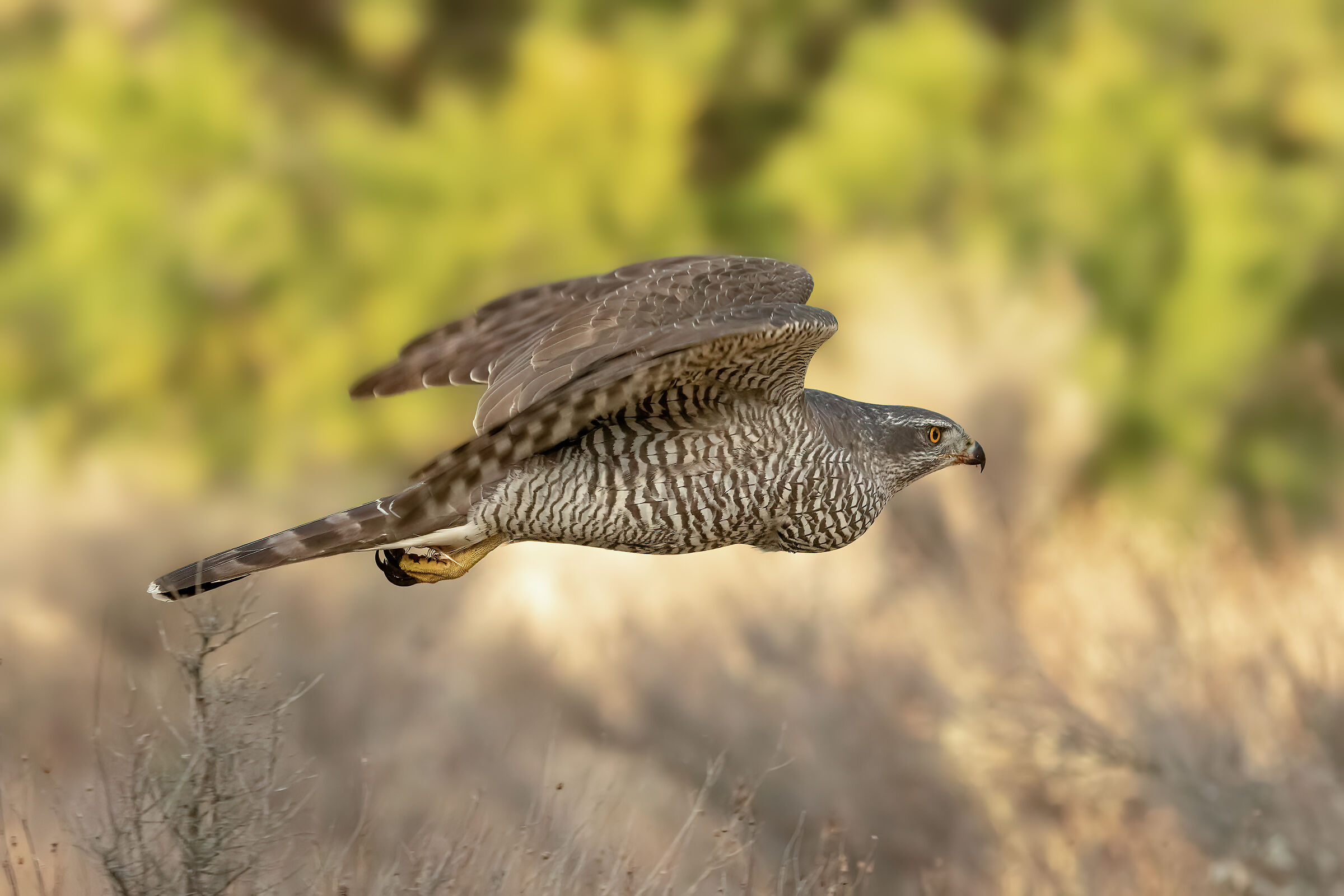 Goshawk