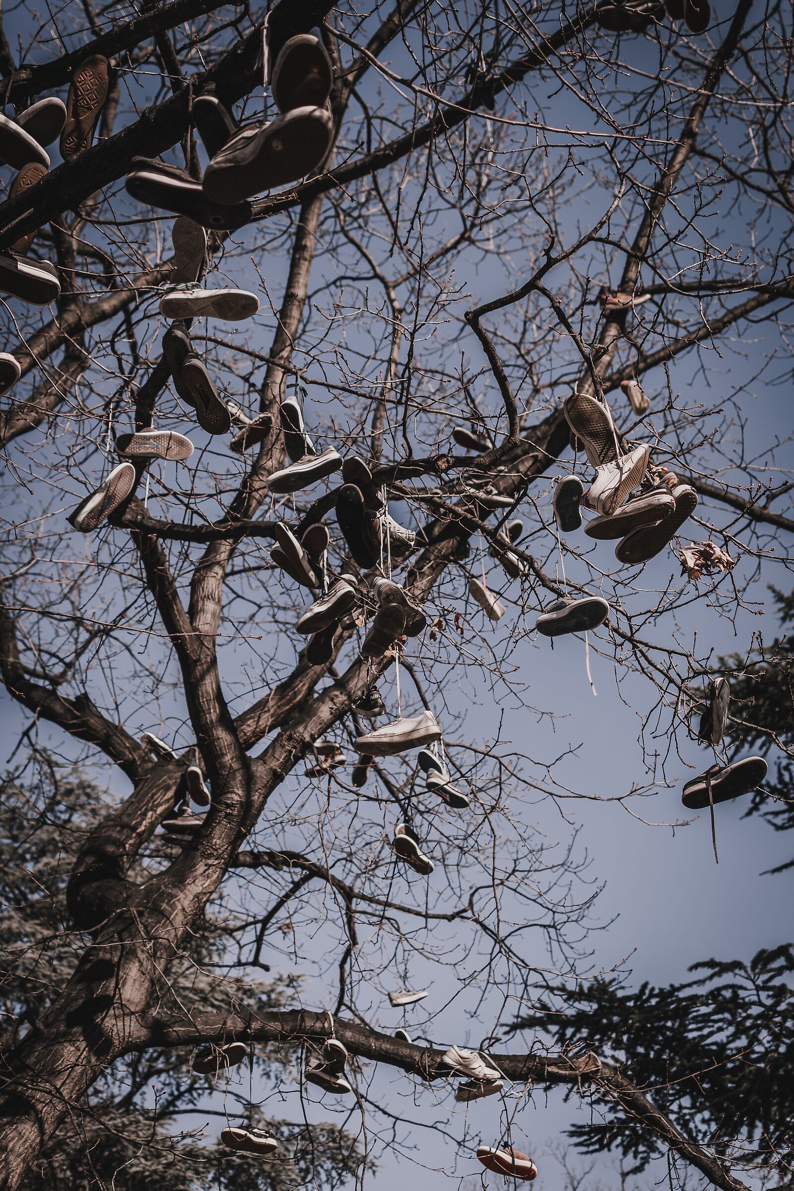 Shoe tree