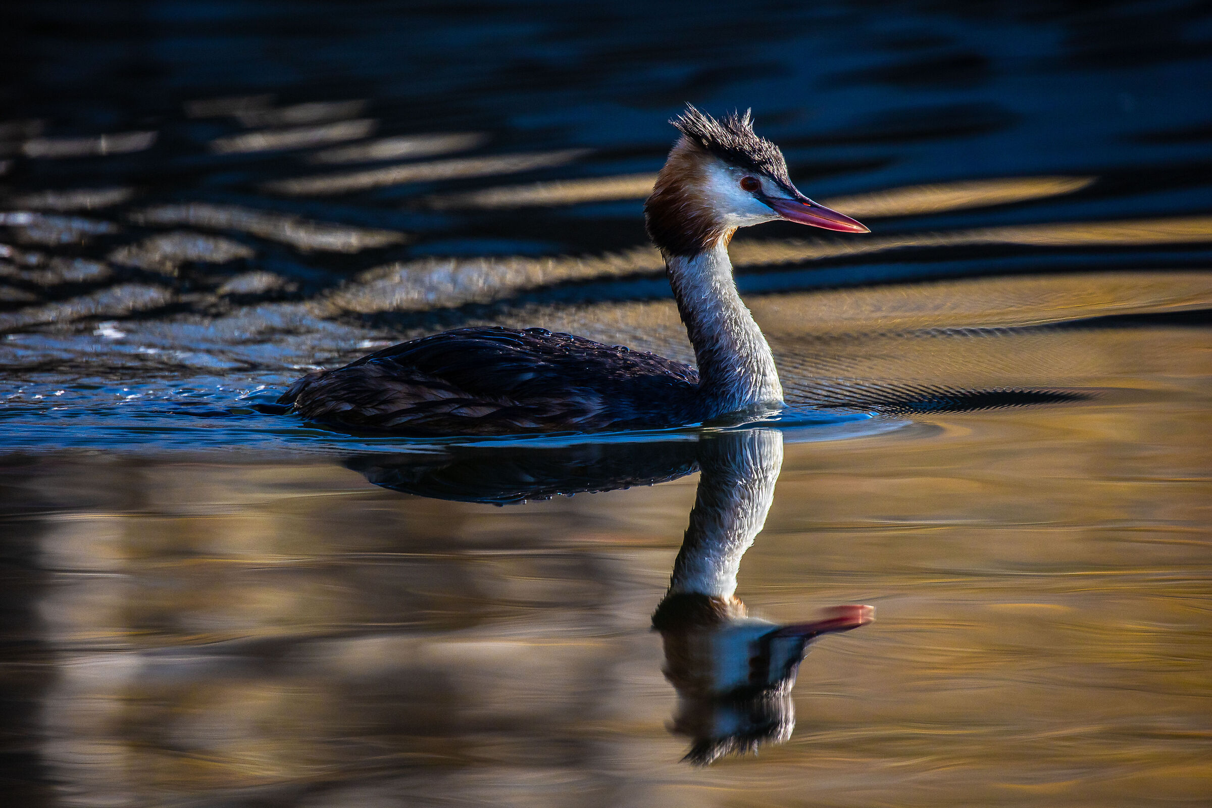 GREBE