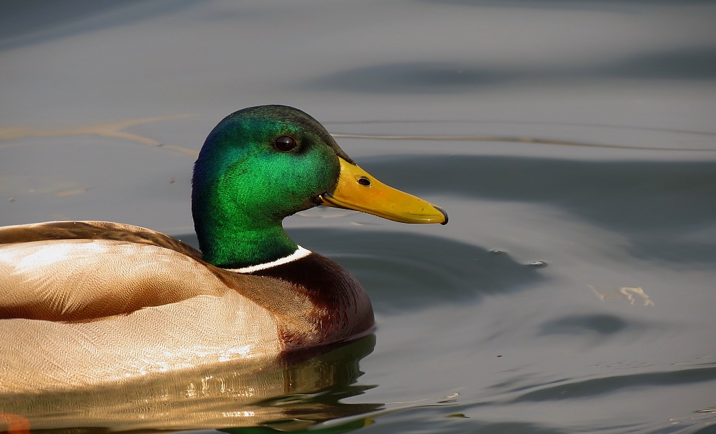 Mallard