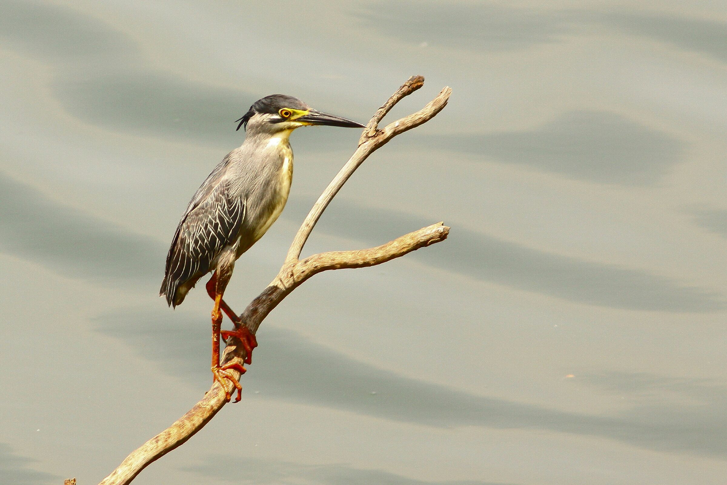 Airone cenerino giovanile
