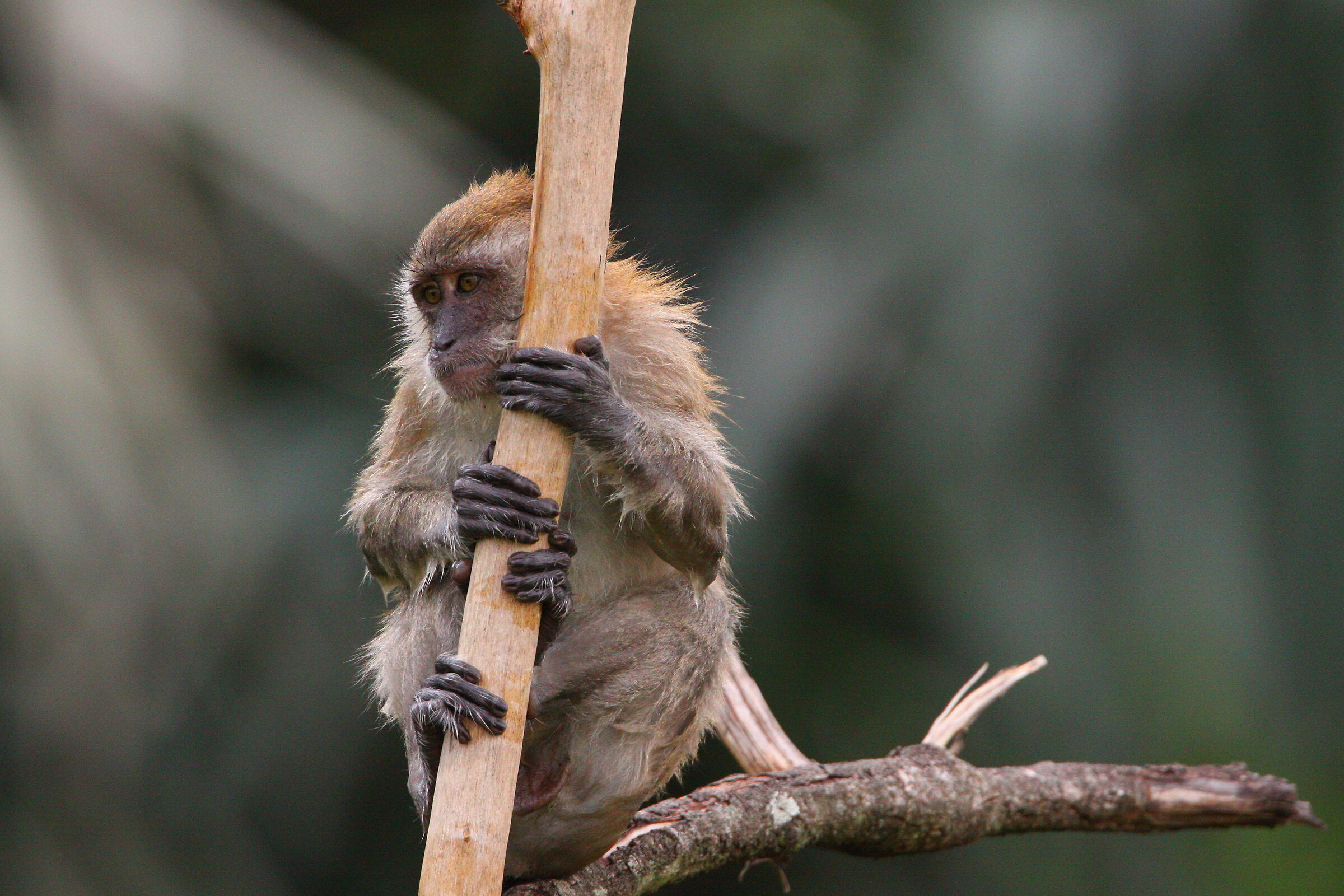 Macaco dalla coda lunga che abbraccia l'albero