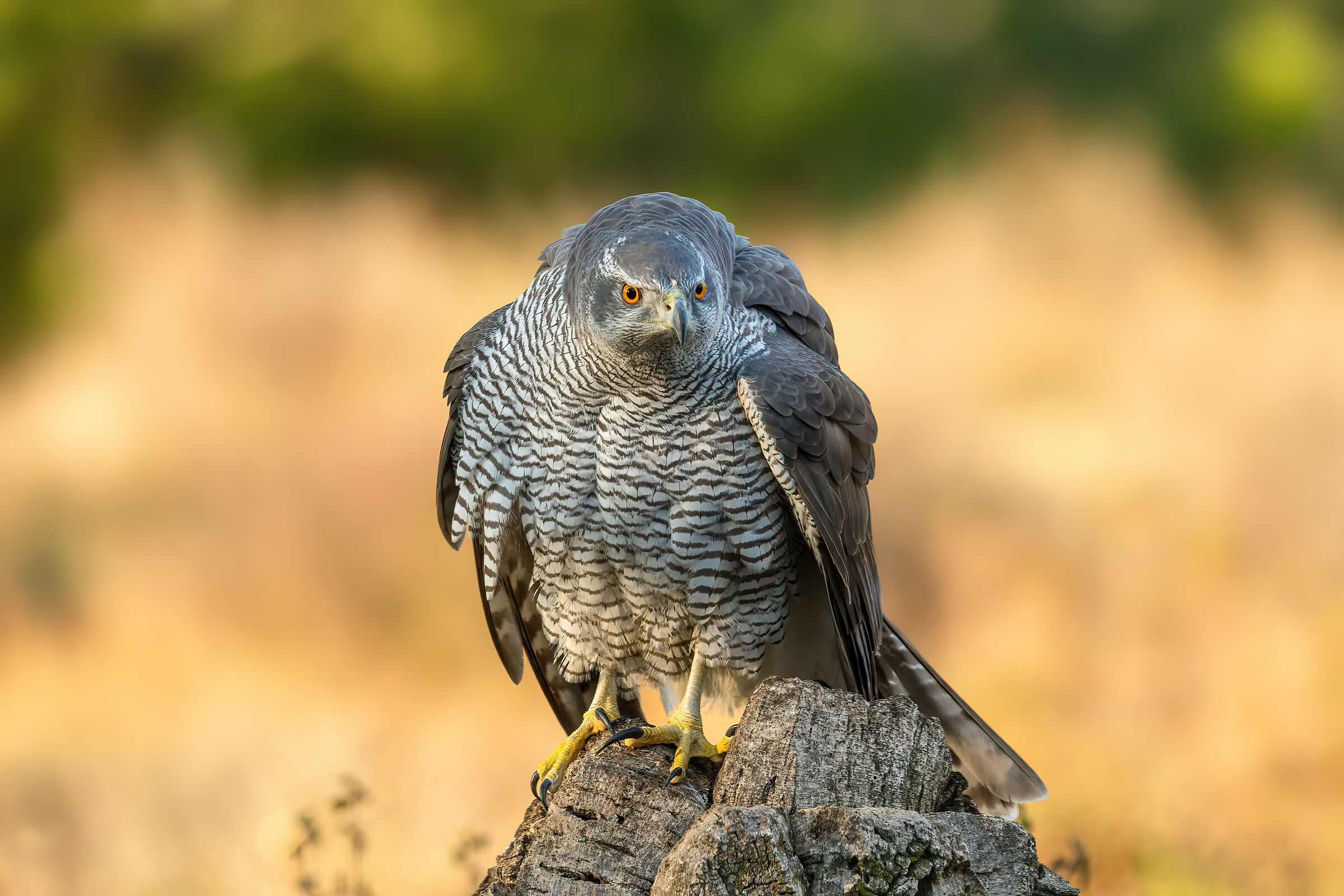 Goshawk