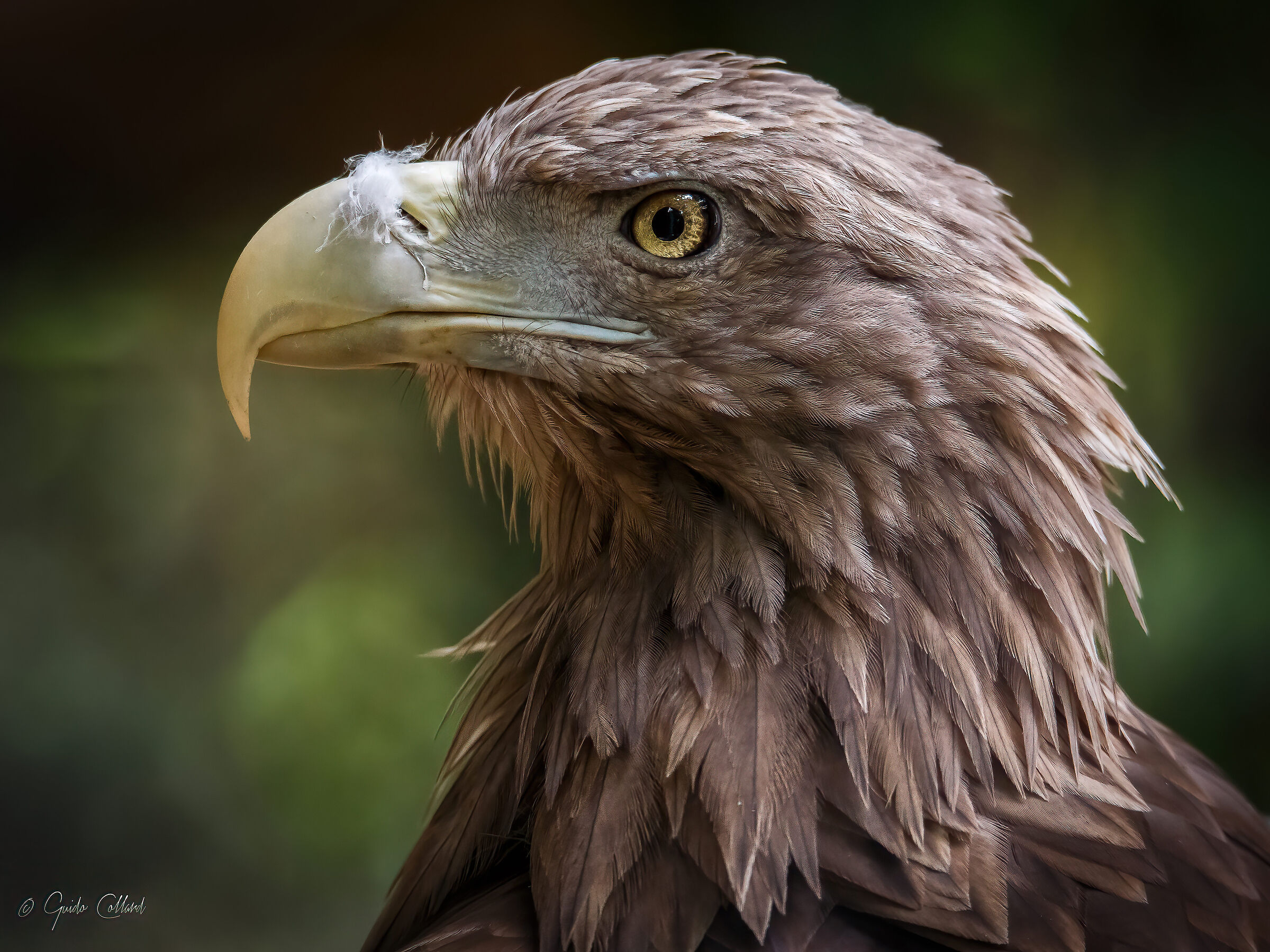 Eagle profile