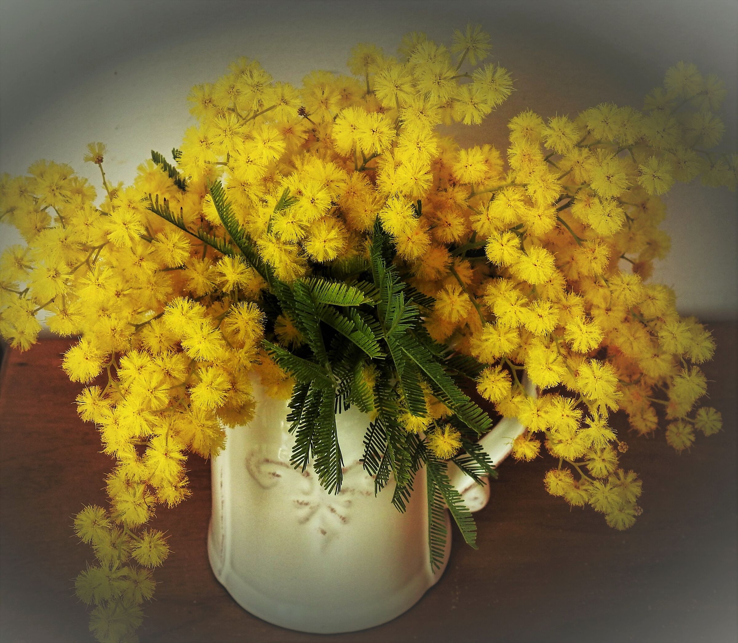 Mimosa a Pieve Ligure