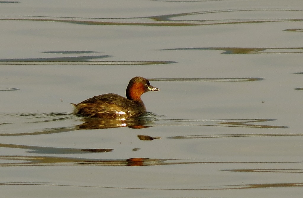 Grebe .... I think