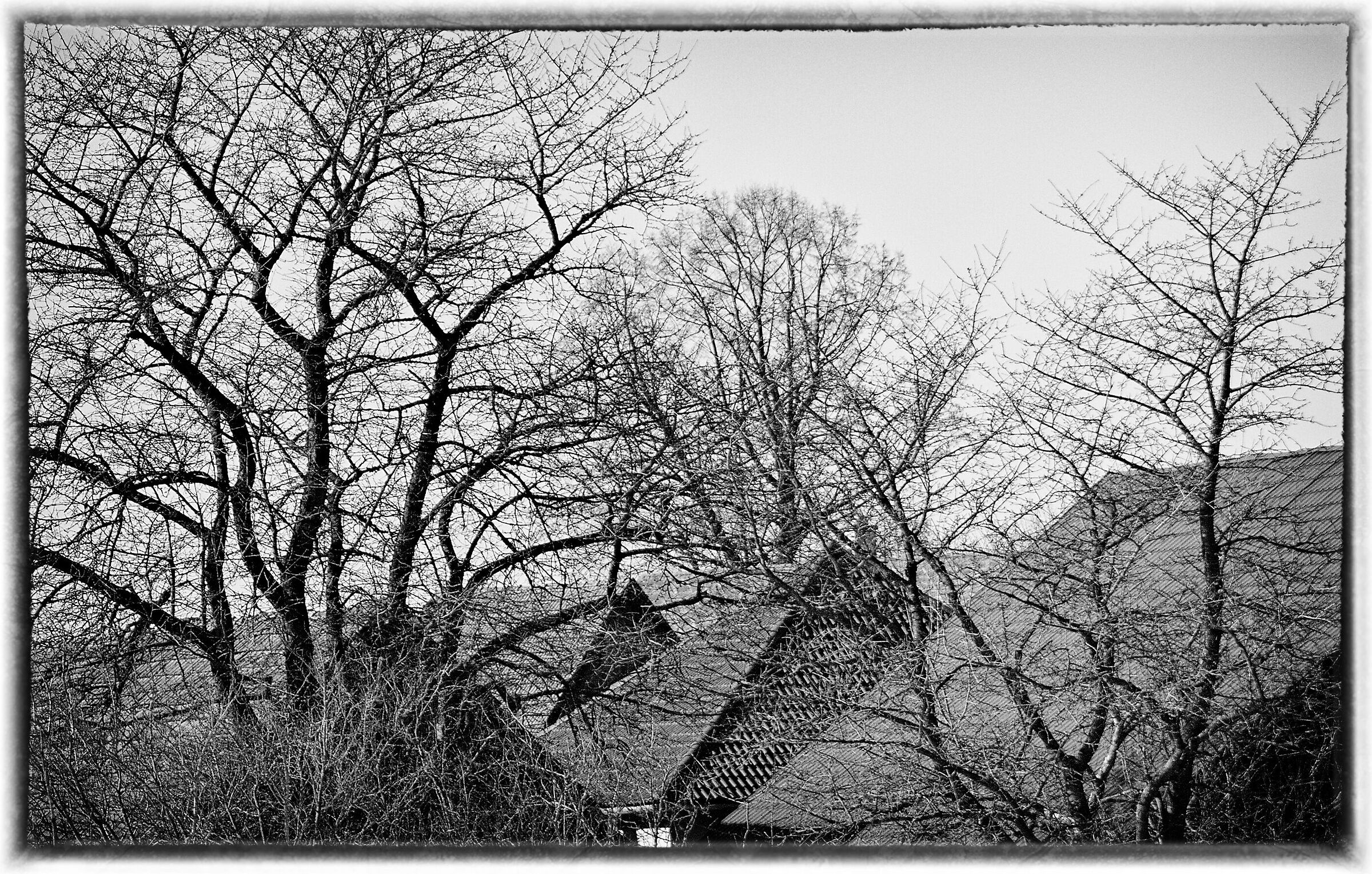 roofs - black and white