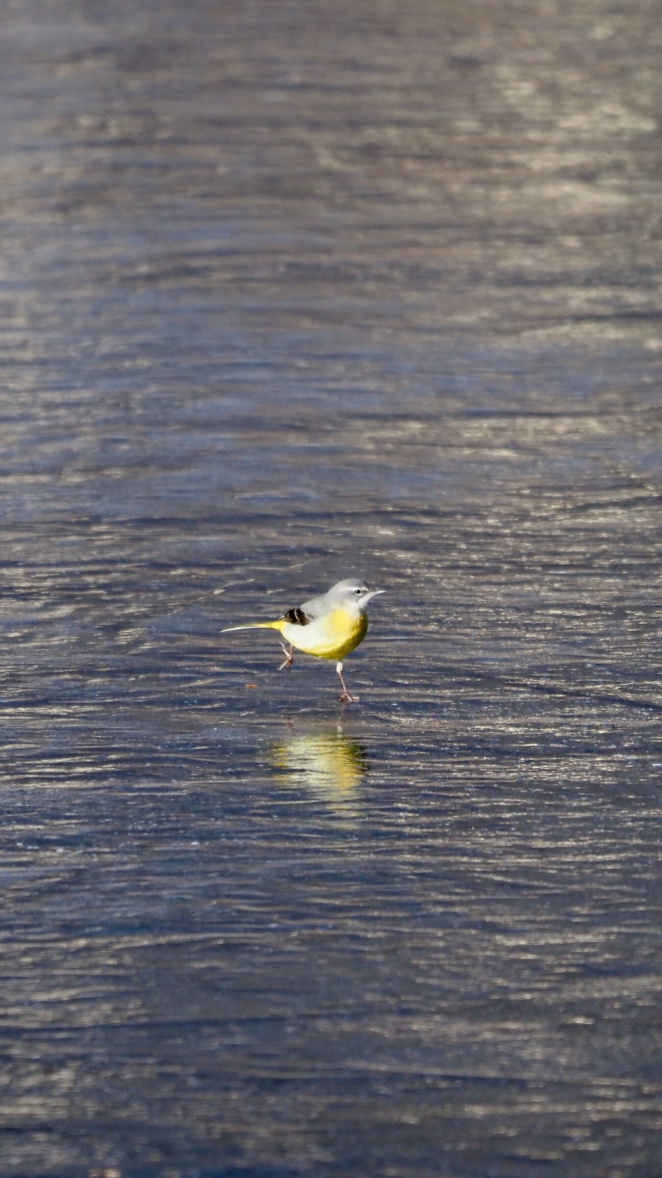 Grey wagtail