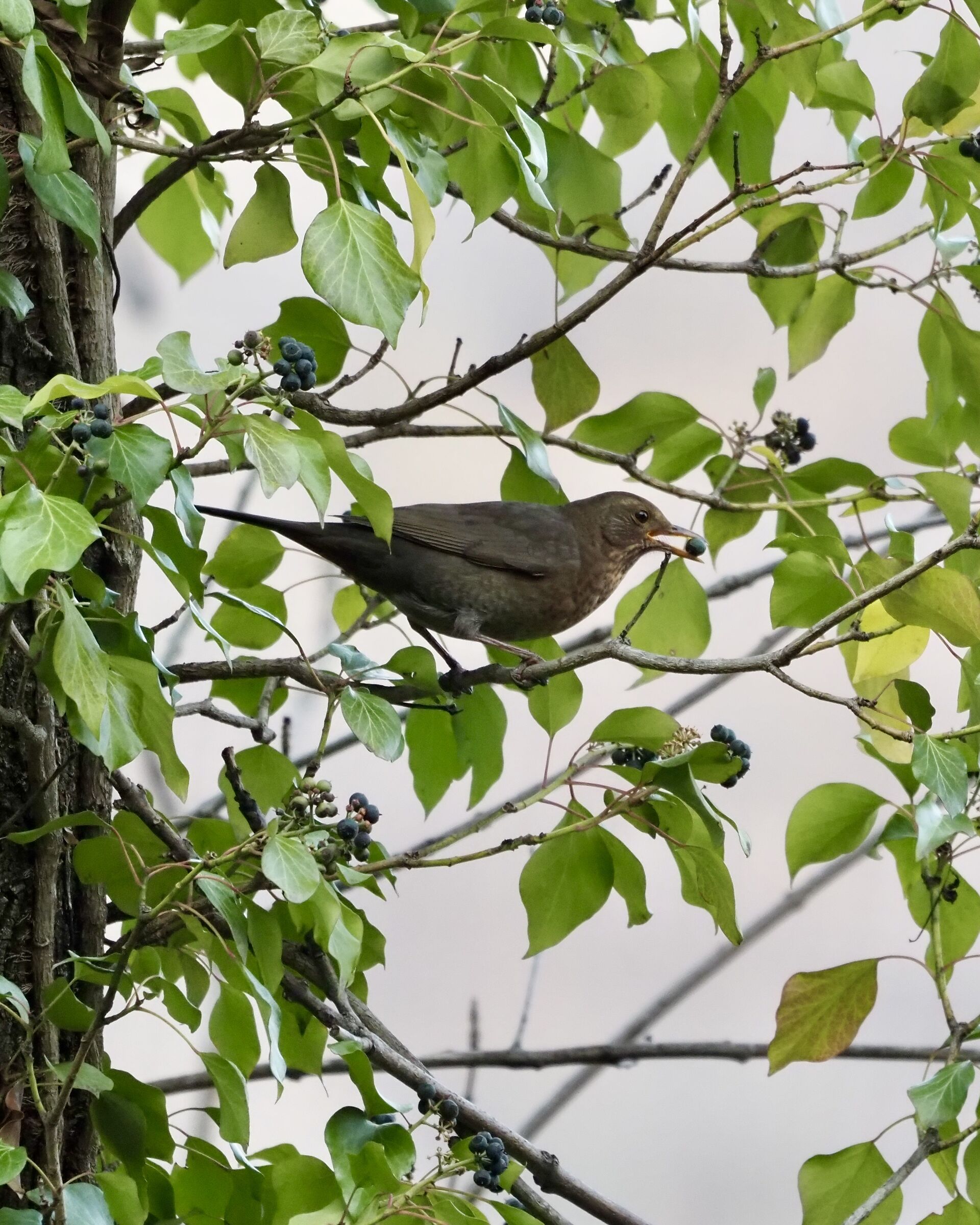 Female blackbird