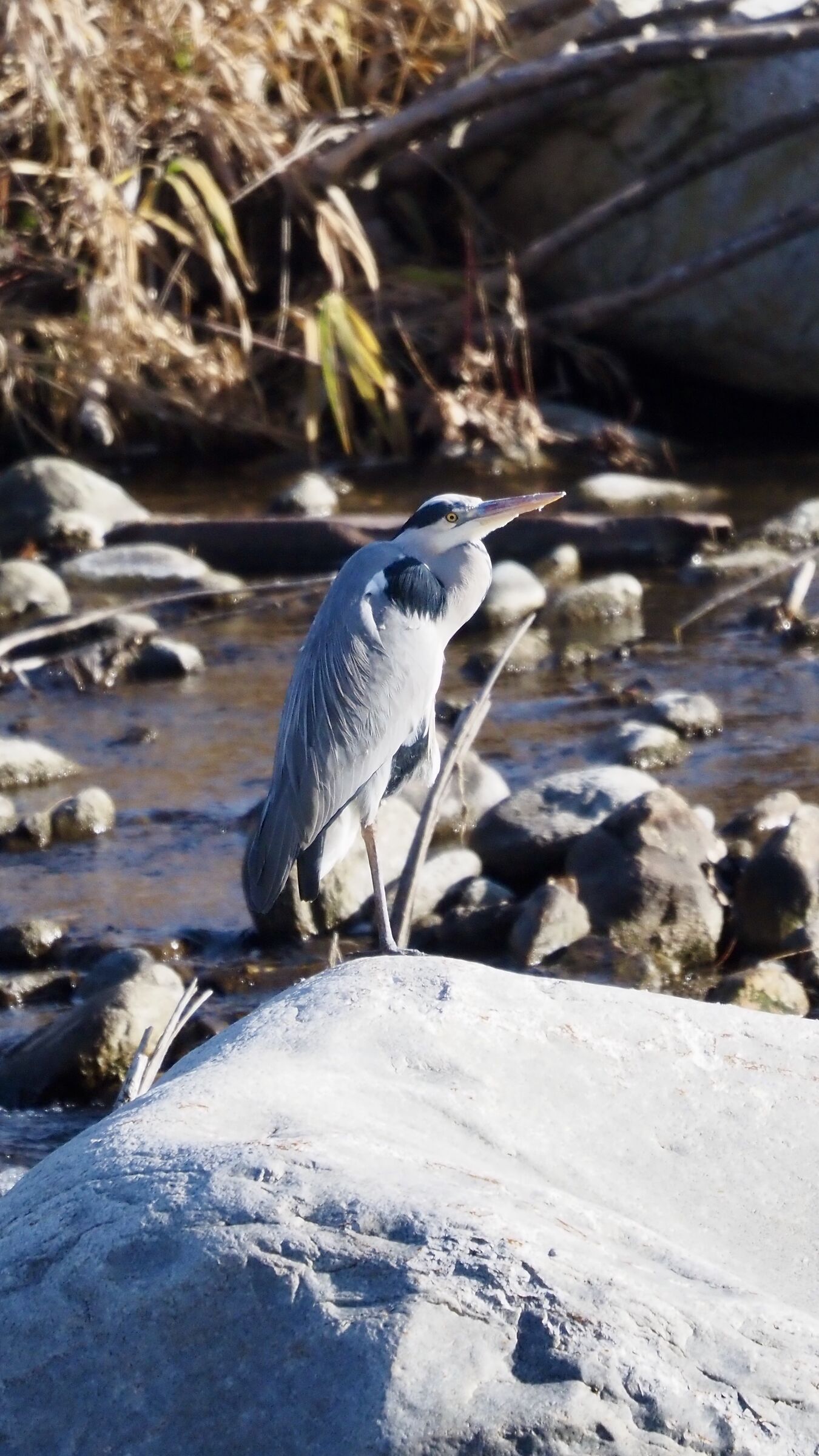 Grey heron