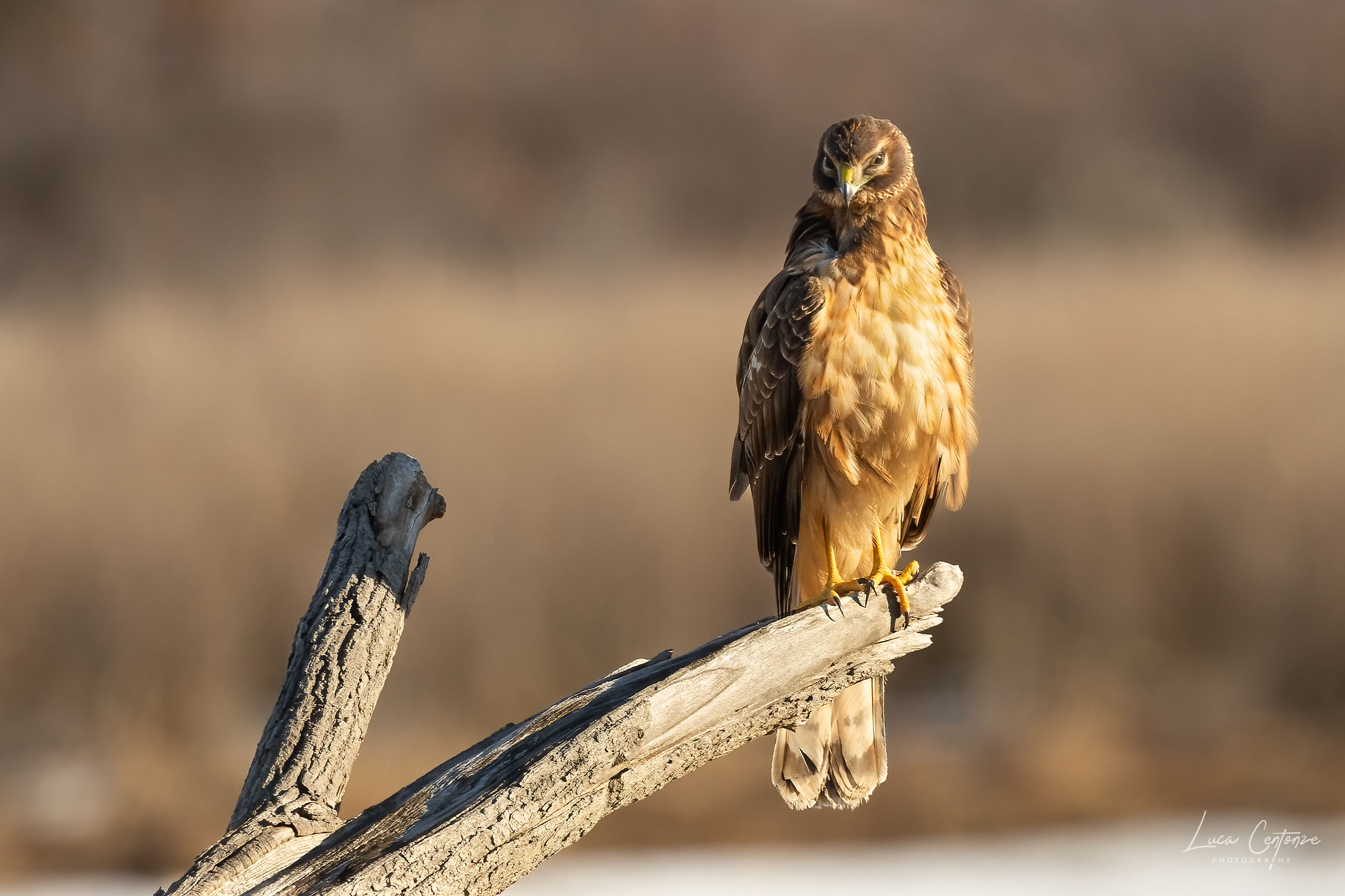 Northern Harrier (Circus hudsonius) femmina
