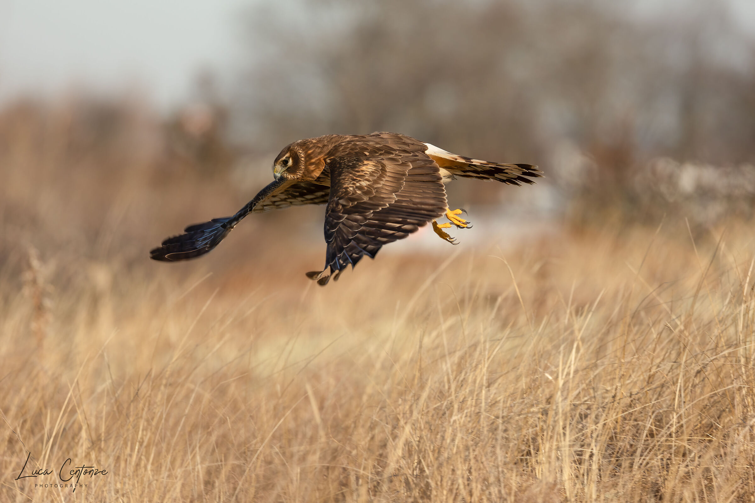 Northern Harrier (Circus hudsonius) femmina