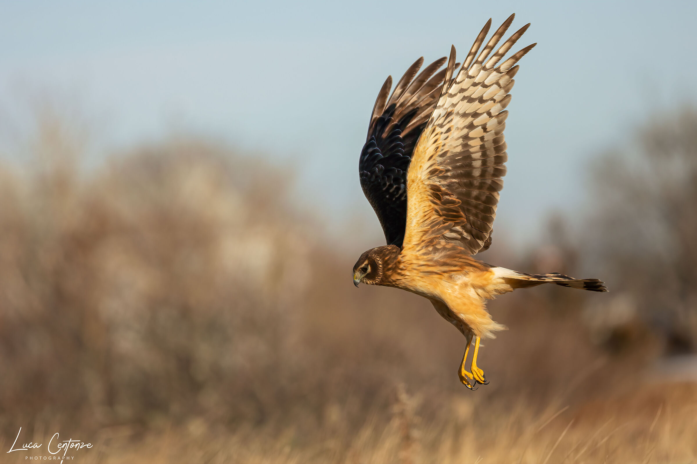 Northern Harrier (Circus hudsonius) female