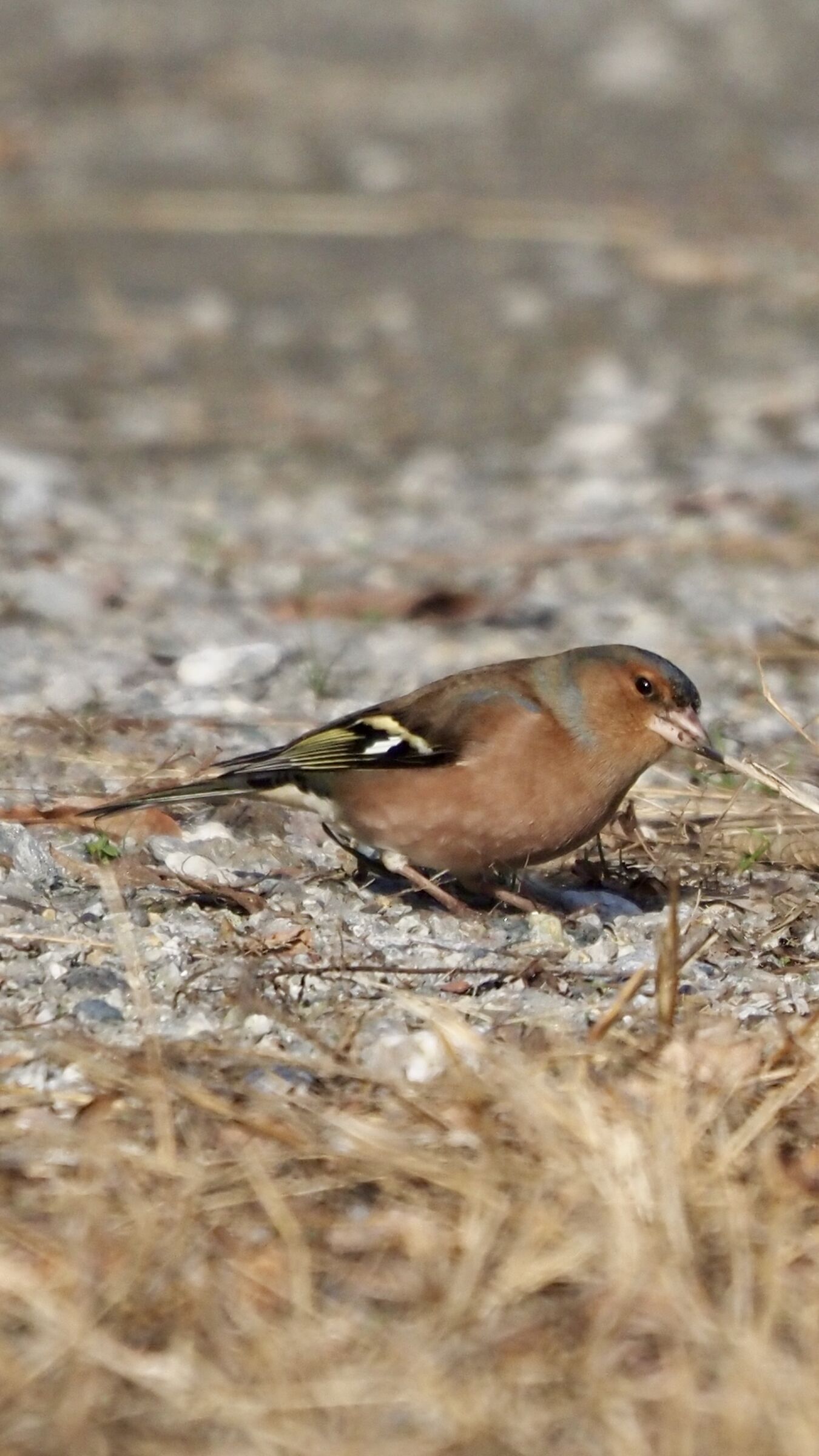 Chaffinch