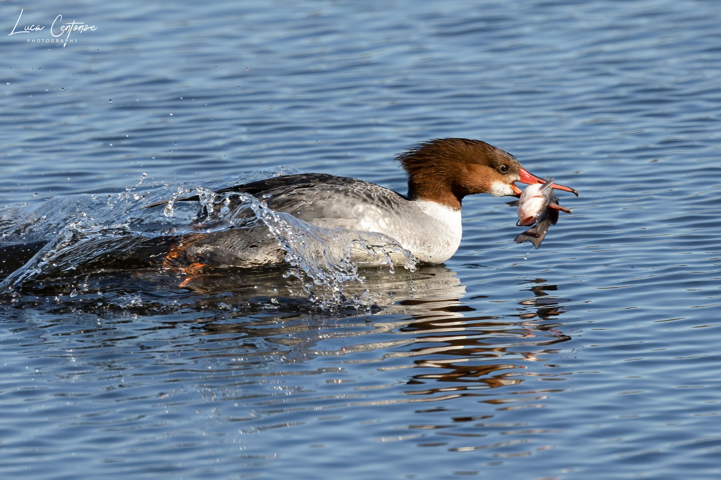 Common Merganser (Mergus merganser) femmina con preda