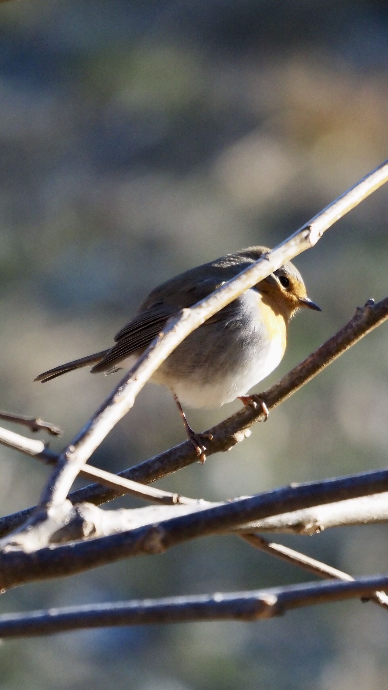Robin