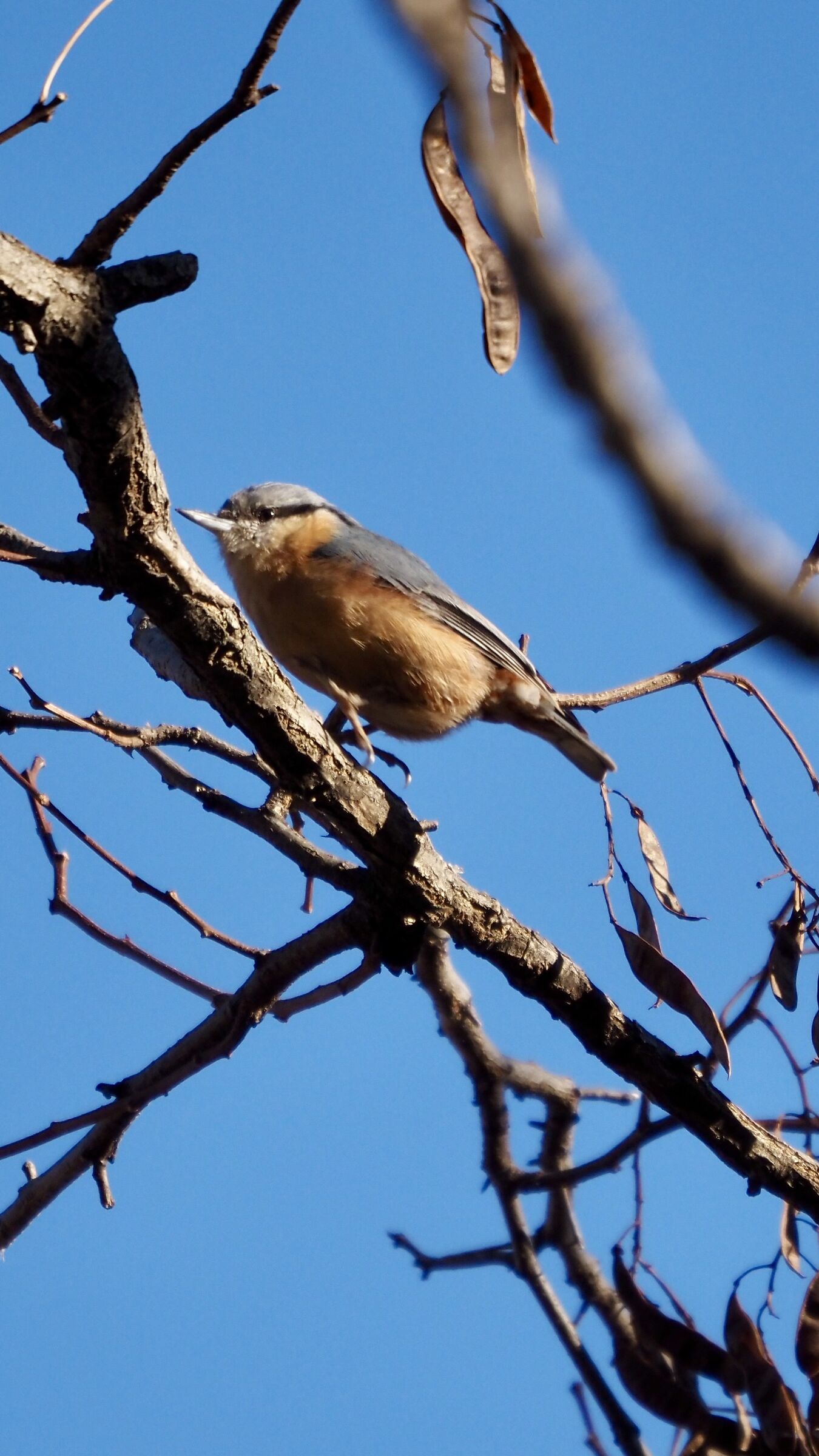 Wood nuthatch