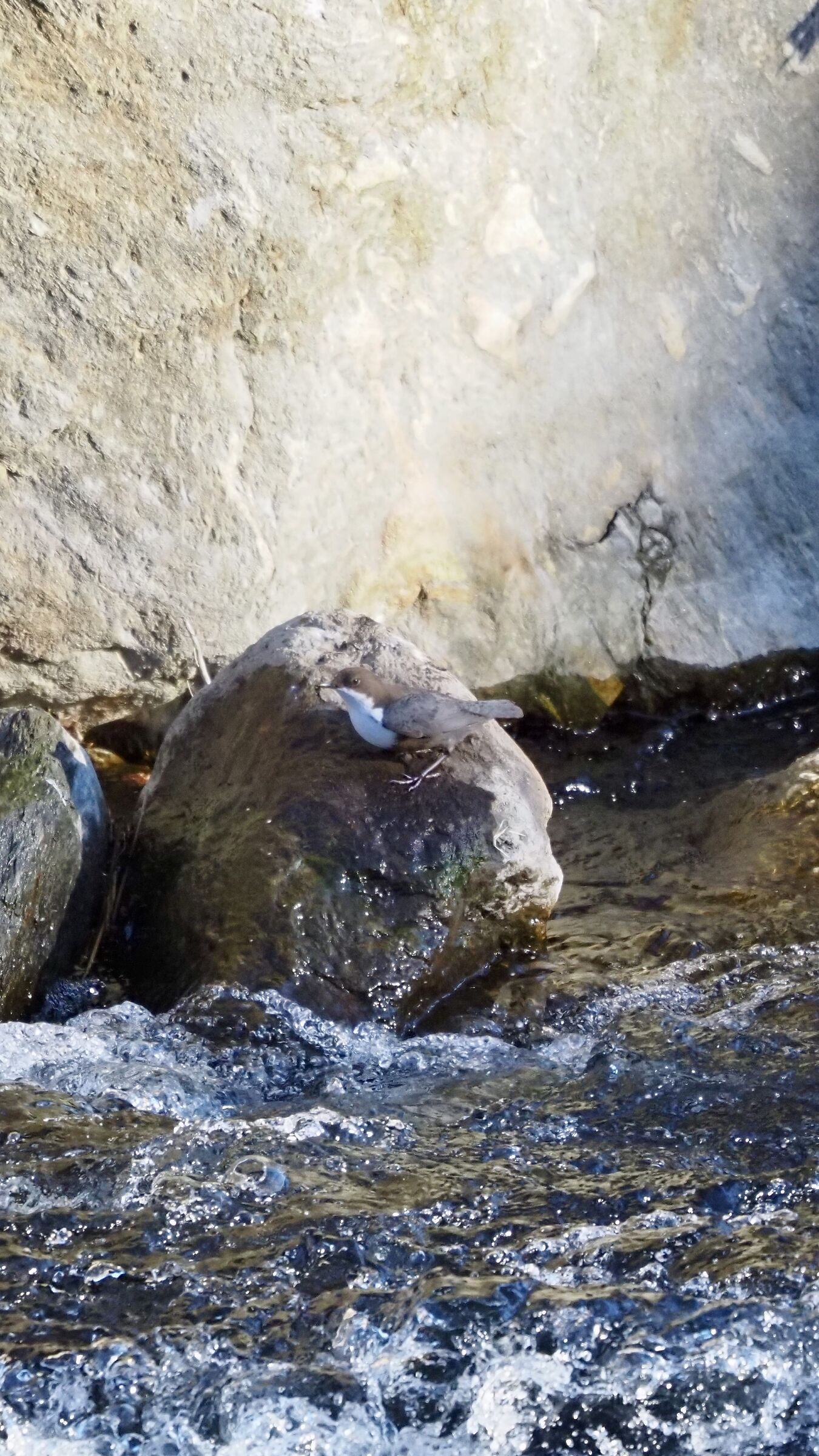 White-throated dipper