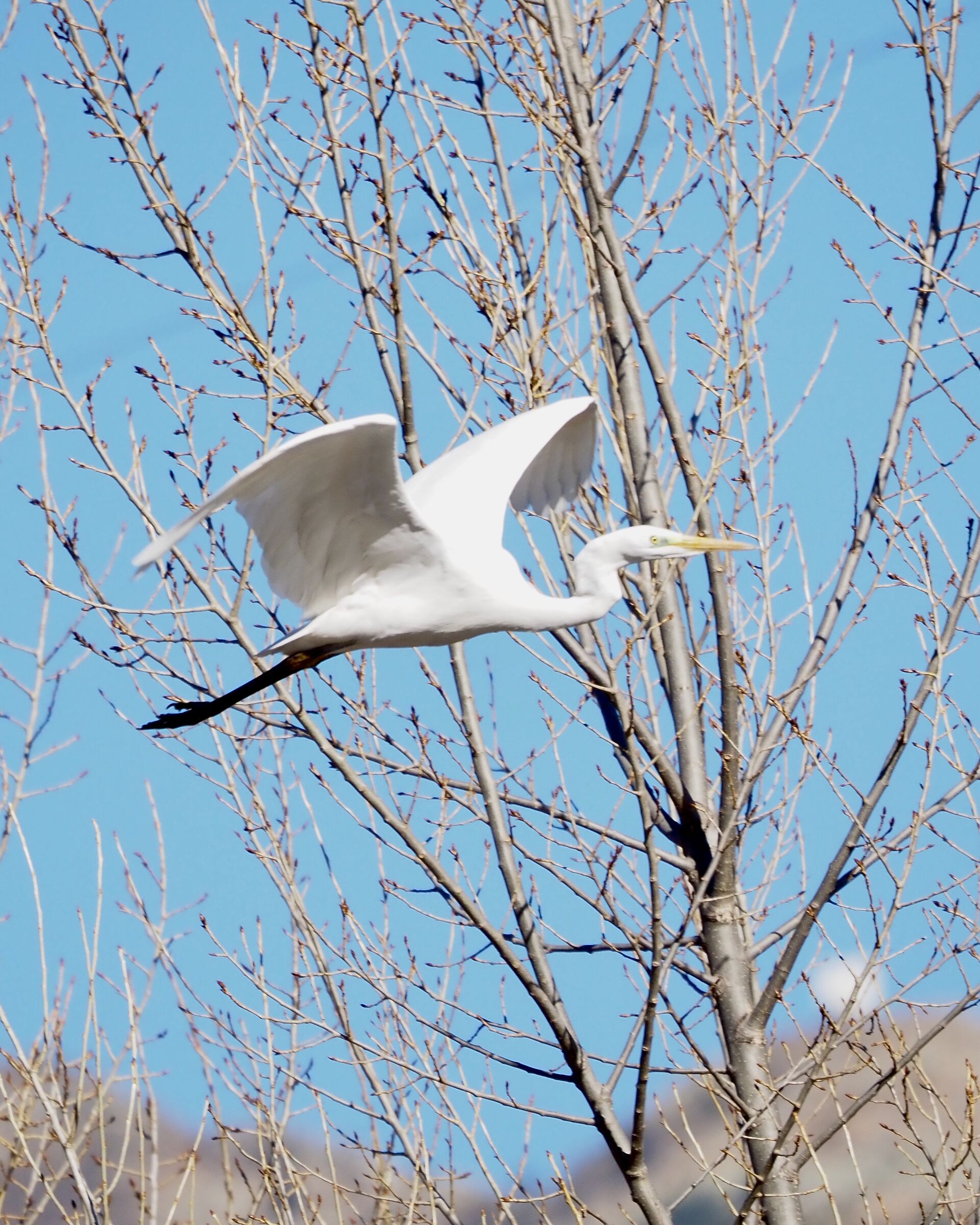 Great White Heron