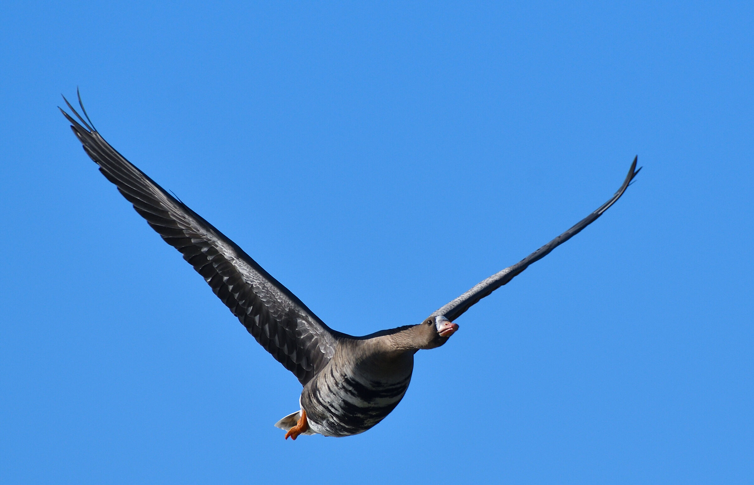 lombardella in arrivo...