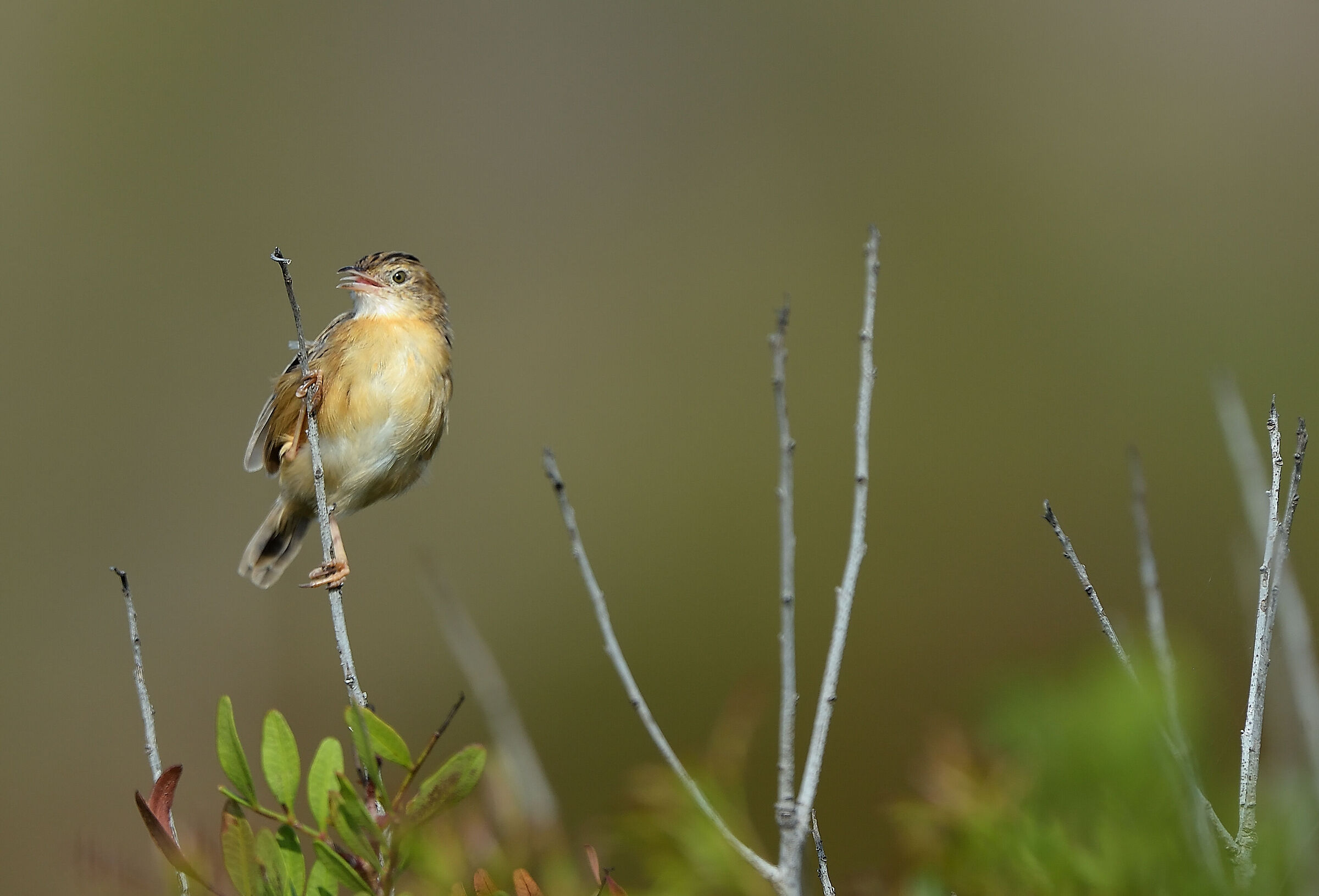 flycatcher