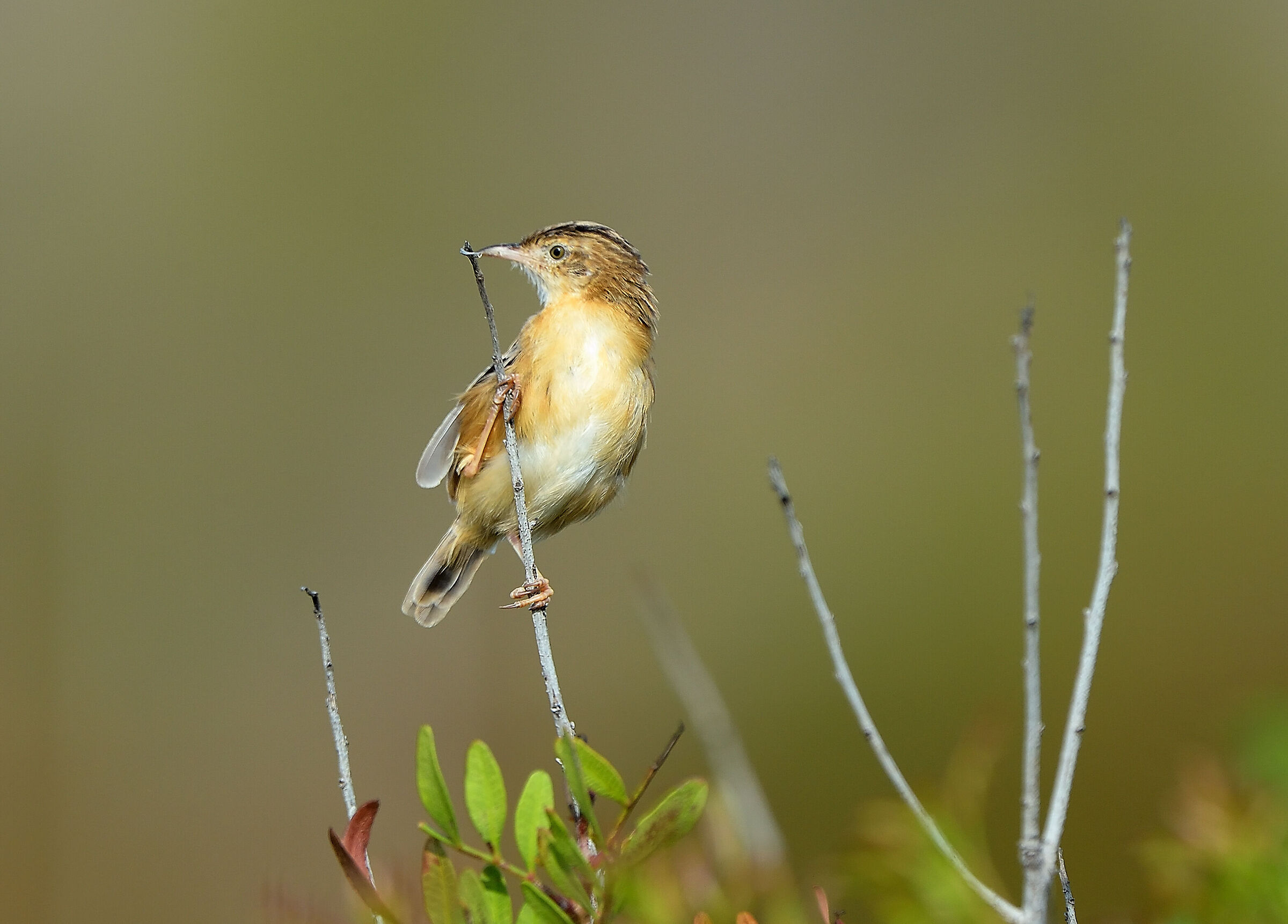 the tongue of the woodcock