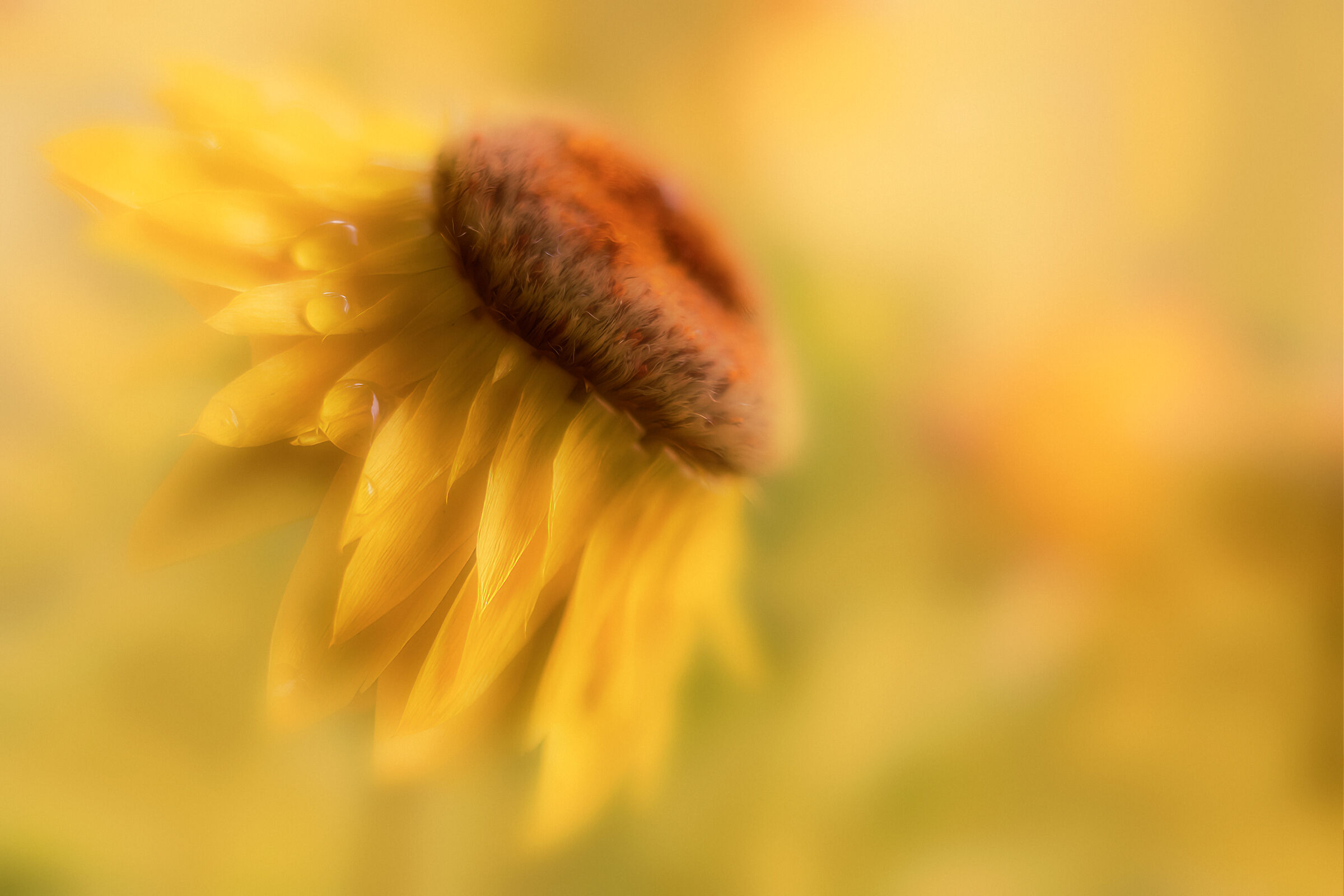 A sea of yellow