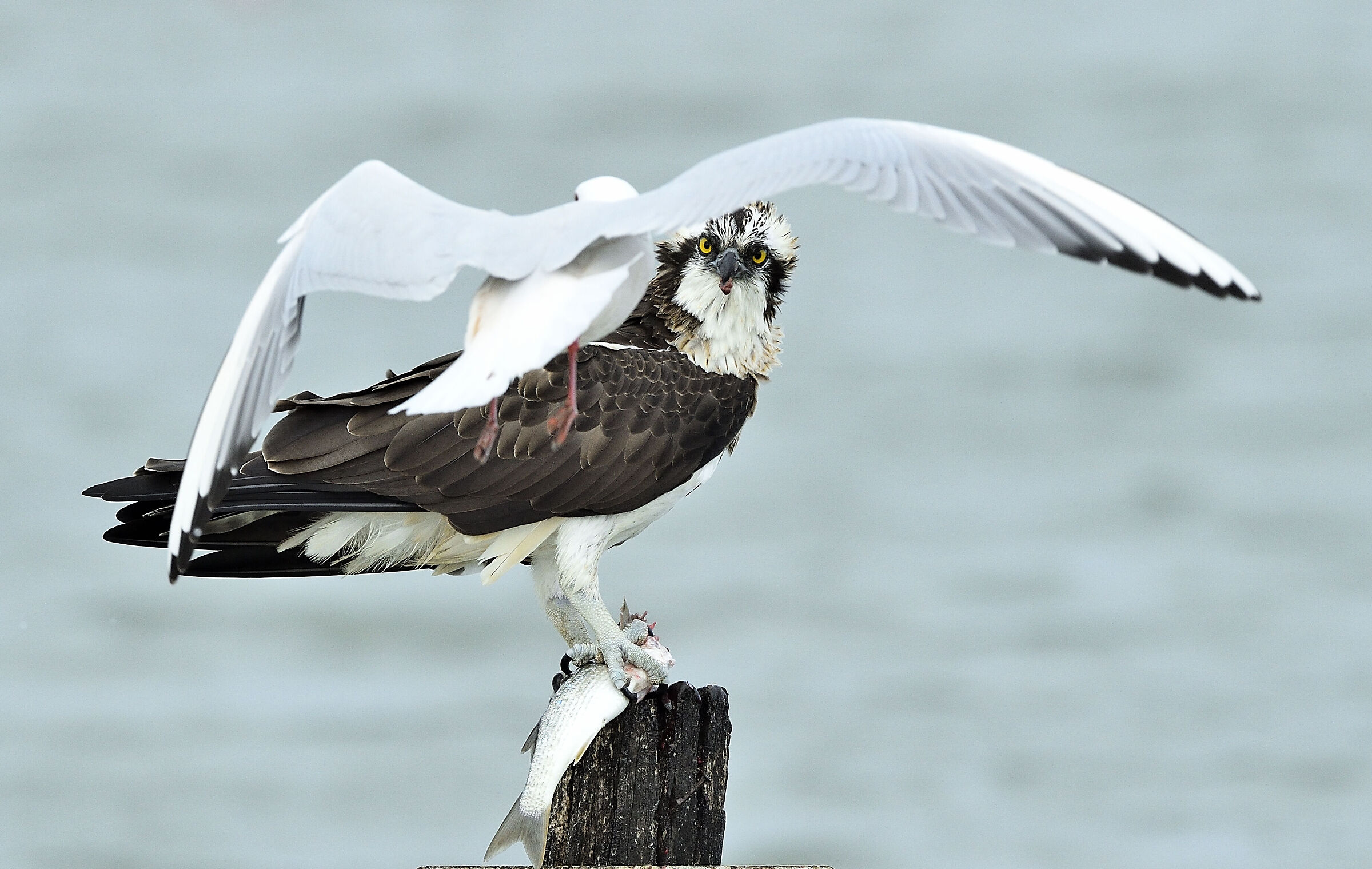 Watch out for the pen...