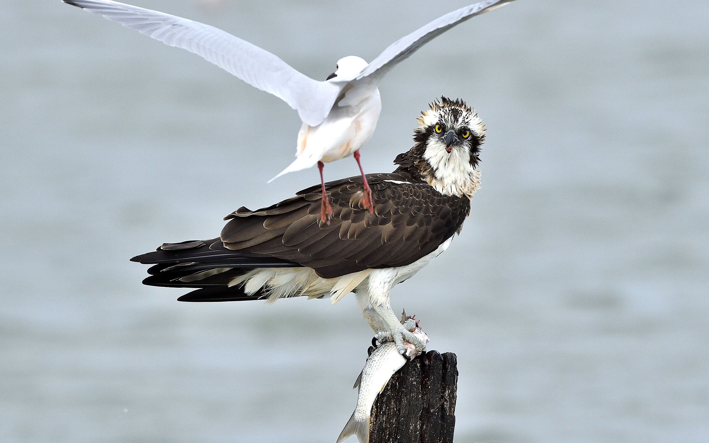 occhio alla penna 2 (sequel)