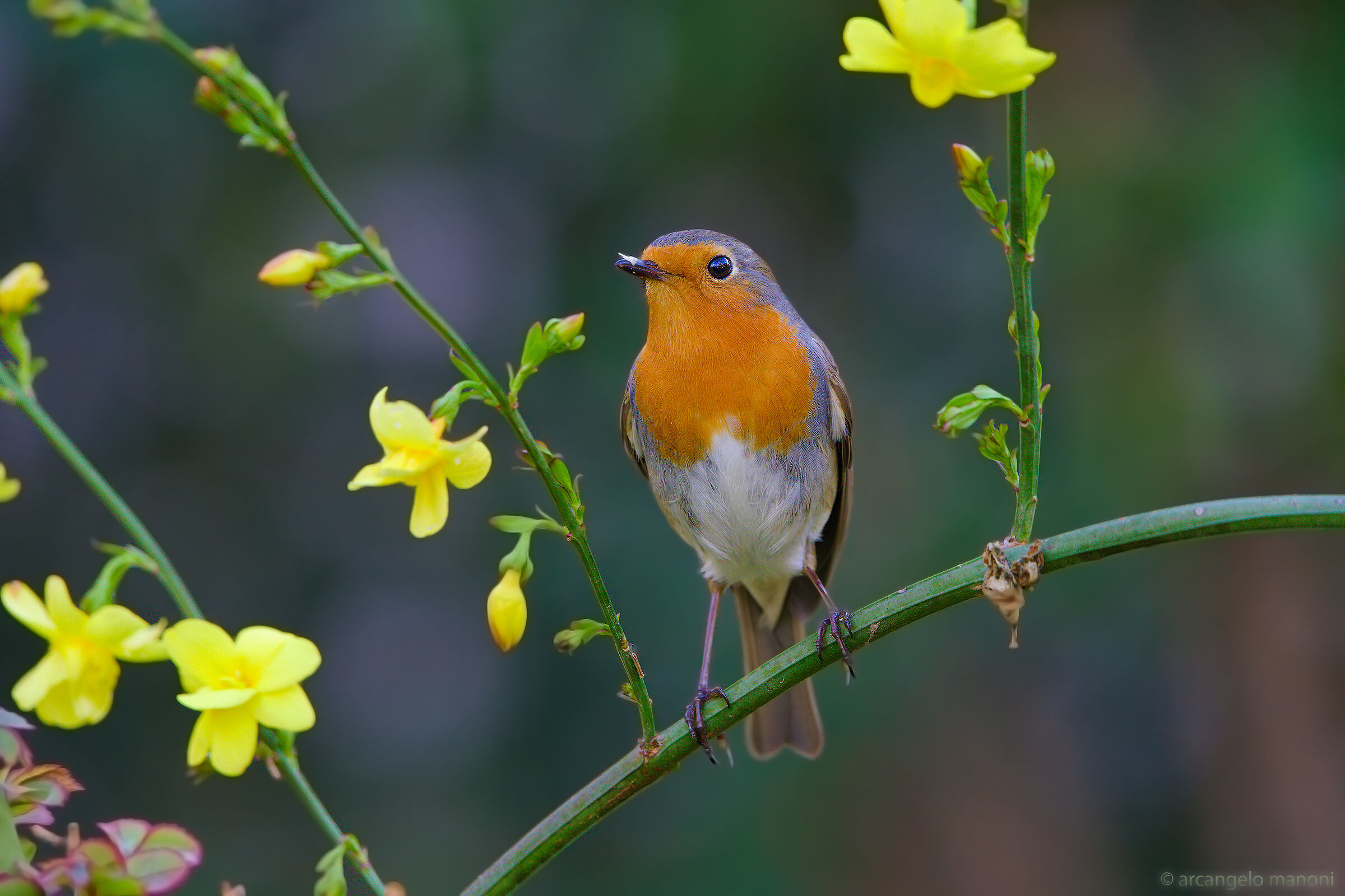 Primi fiori di primavera su Robin