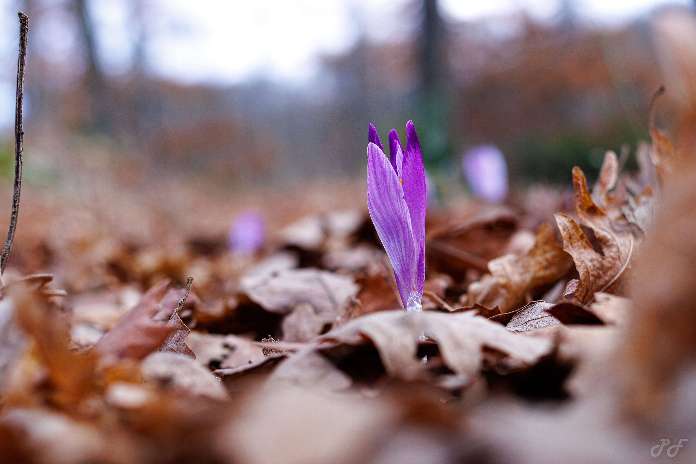 Mid-February, the first flowers sprout in the undergrowth
