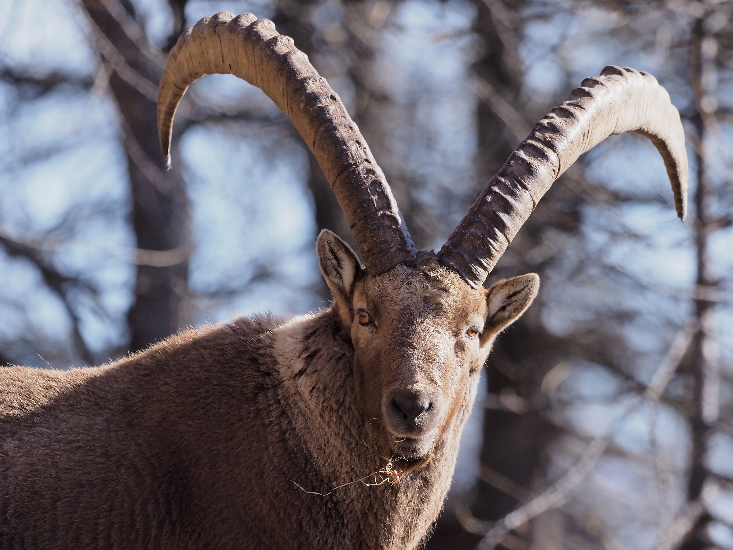 corna in primo piano