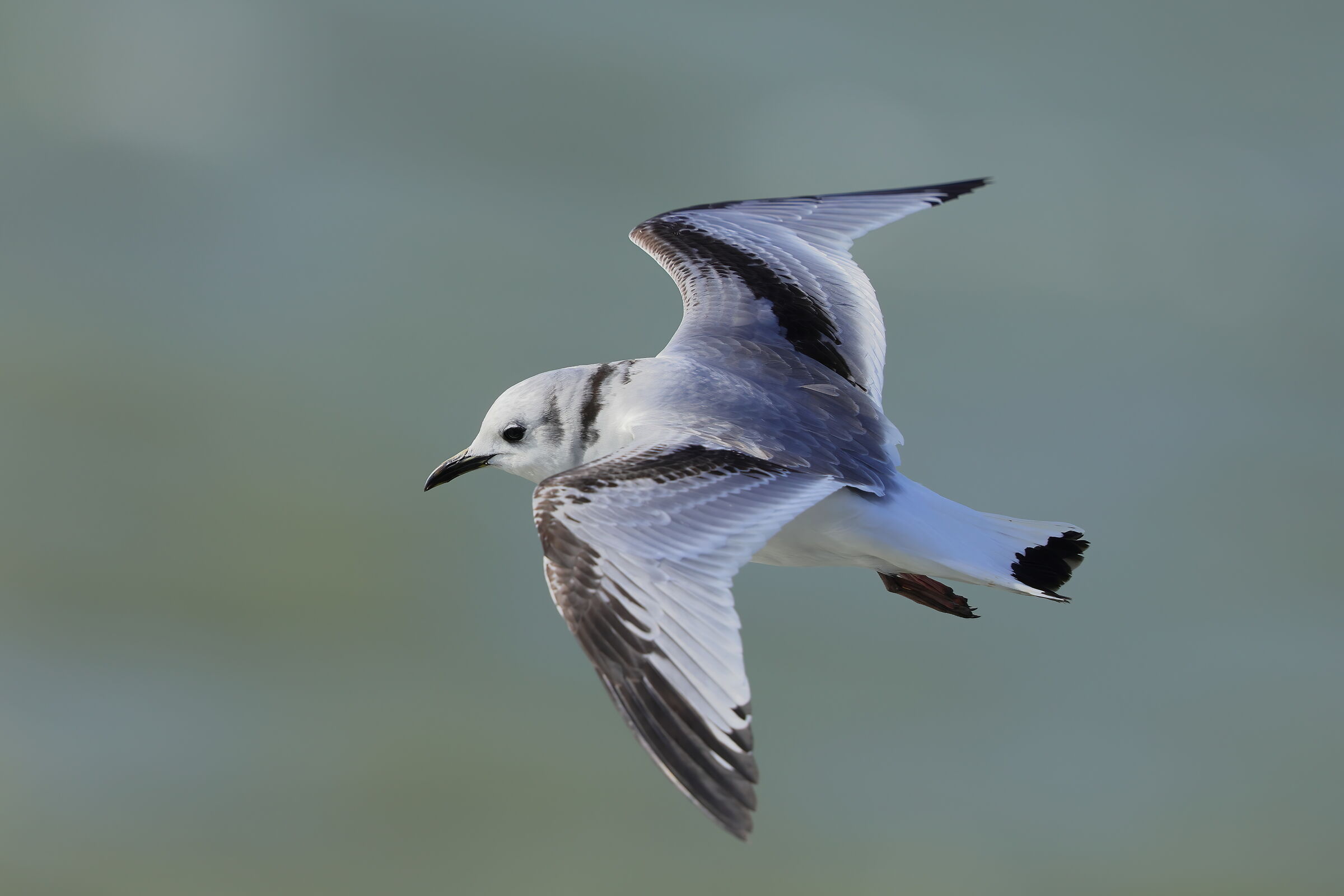 Kittiwake