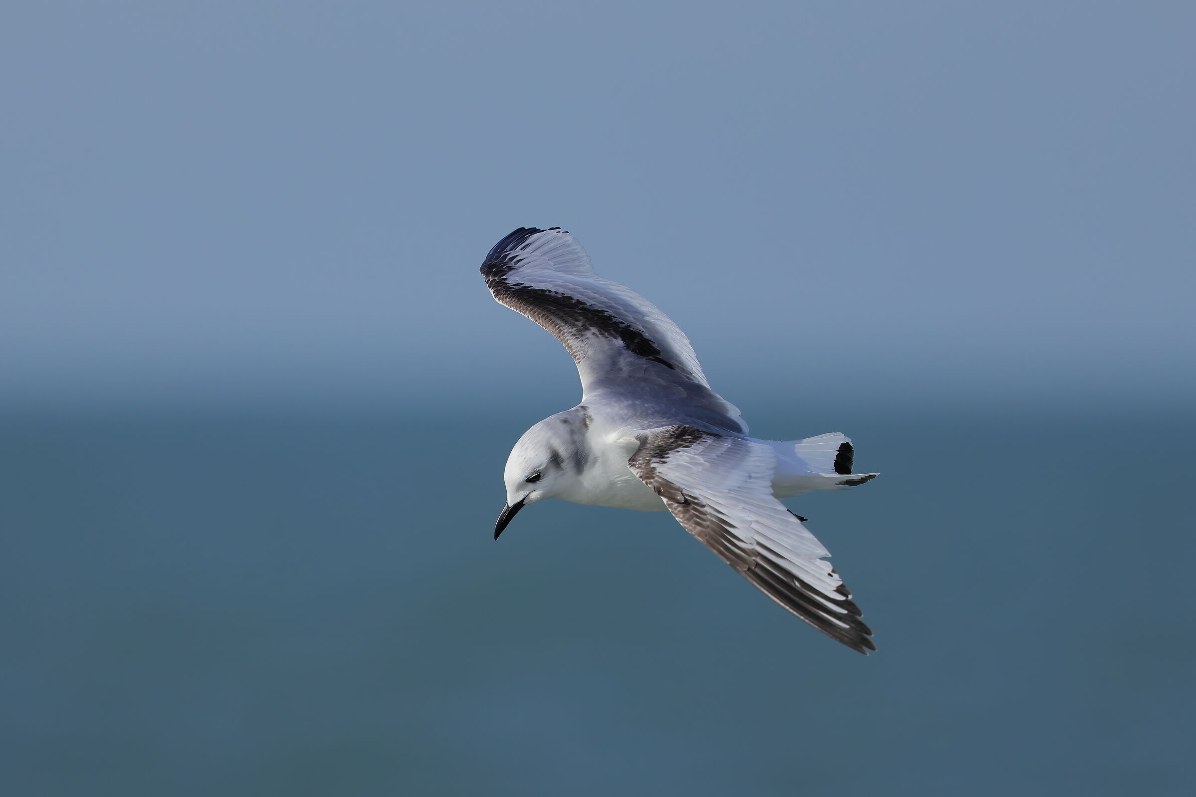 Kittiwake