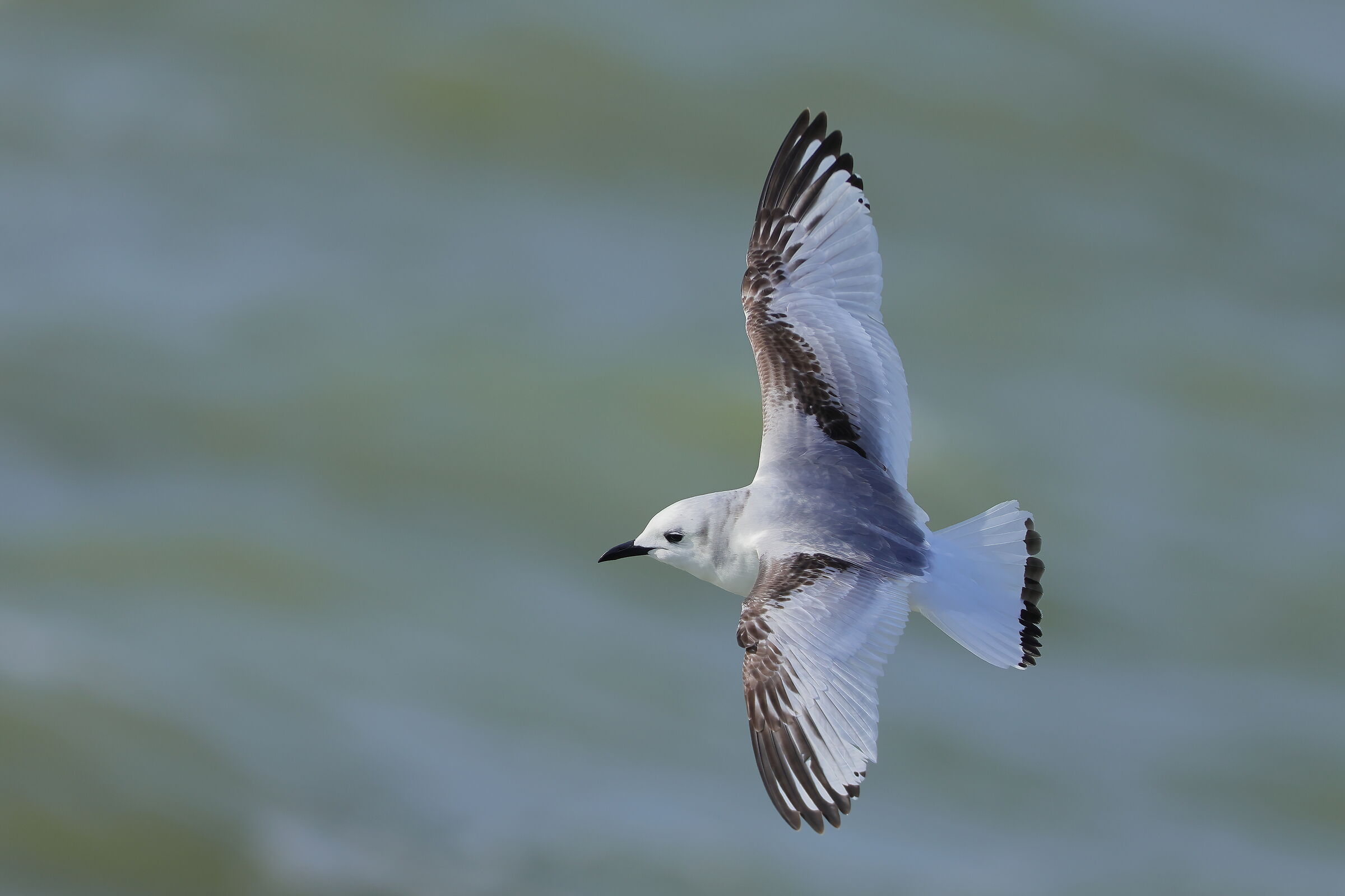 Kittiwake
