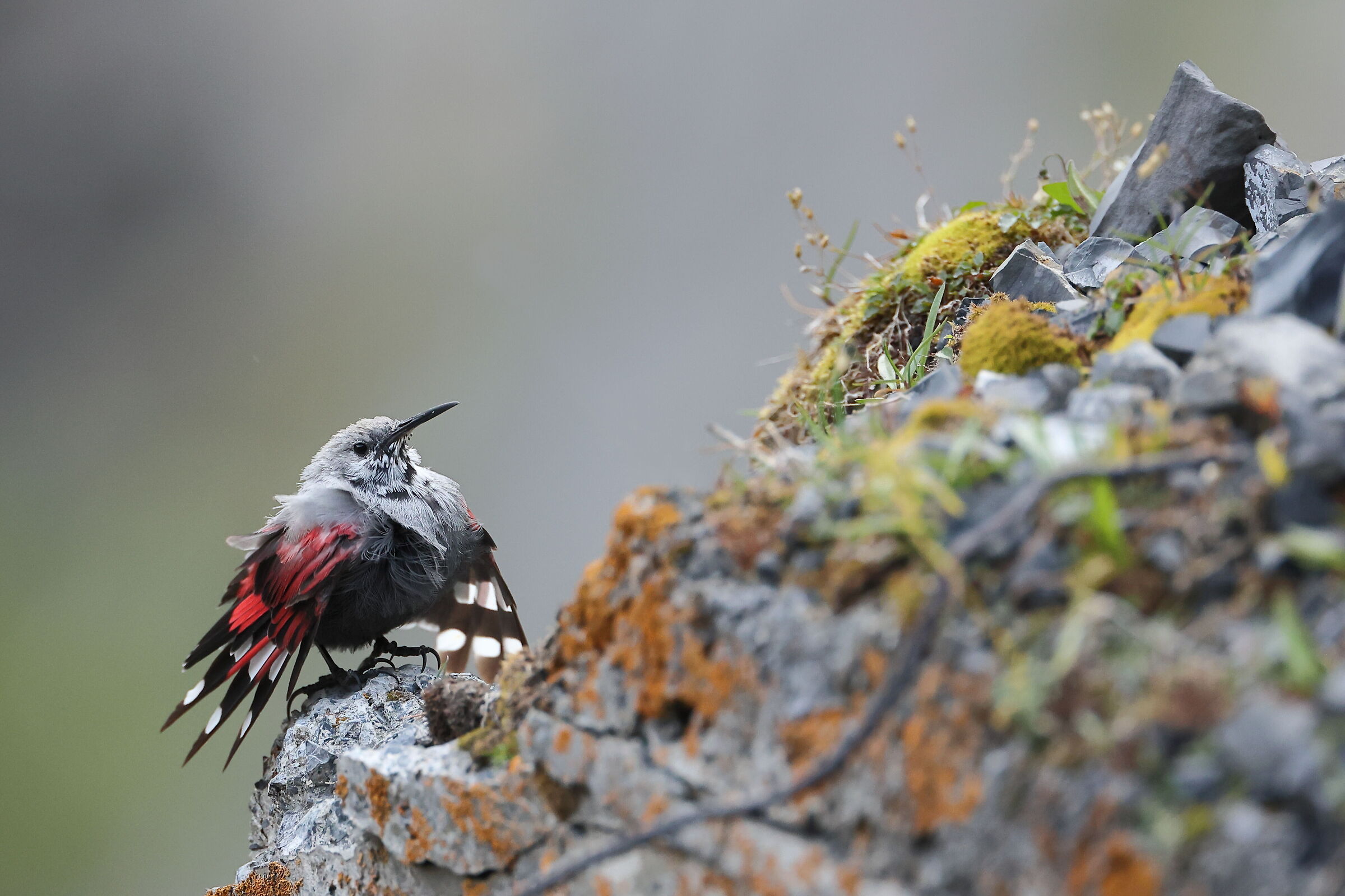 Woodpecker