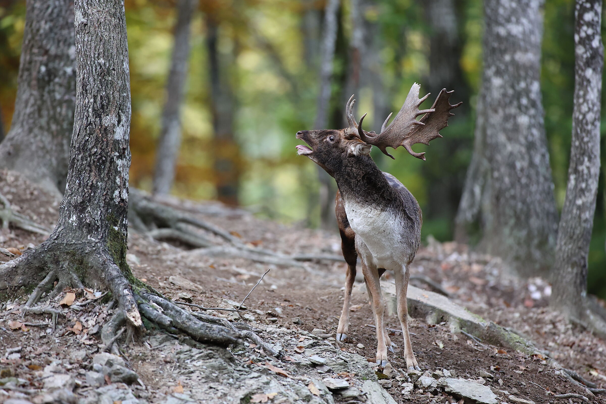 The roar of the Deer